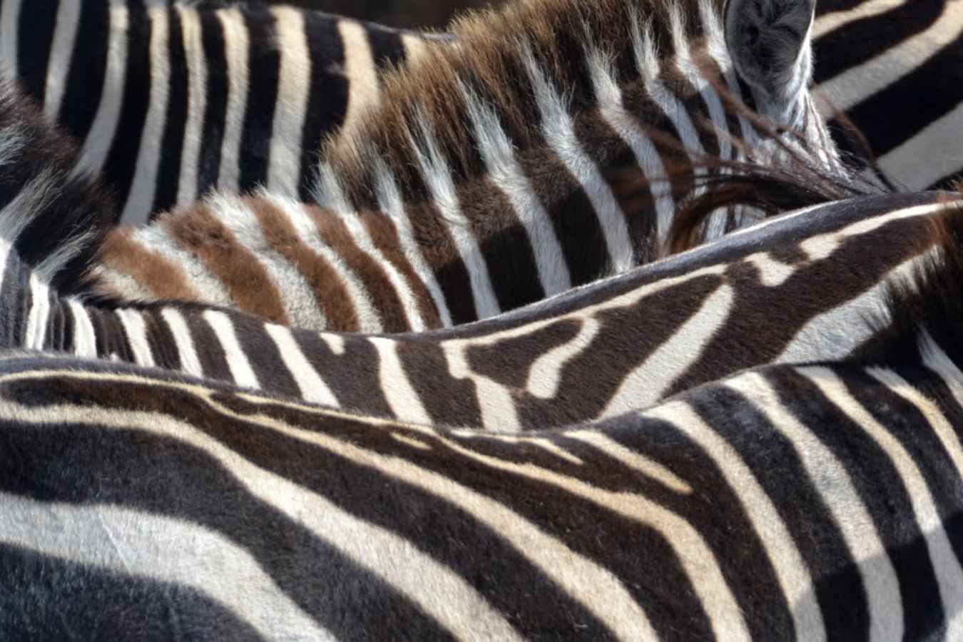 Zebra in the Masai Mara - A family safari in Kenya