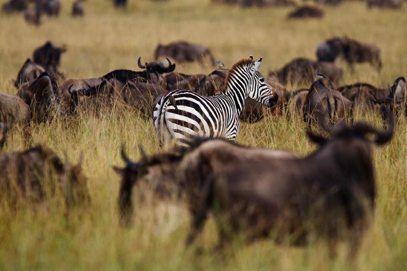 Migration