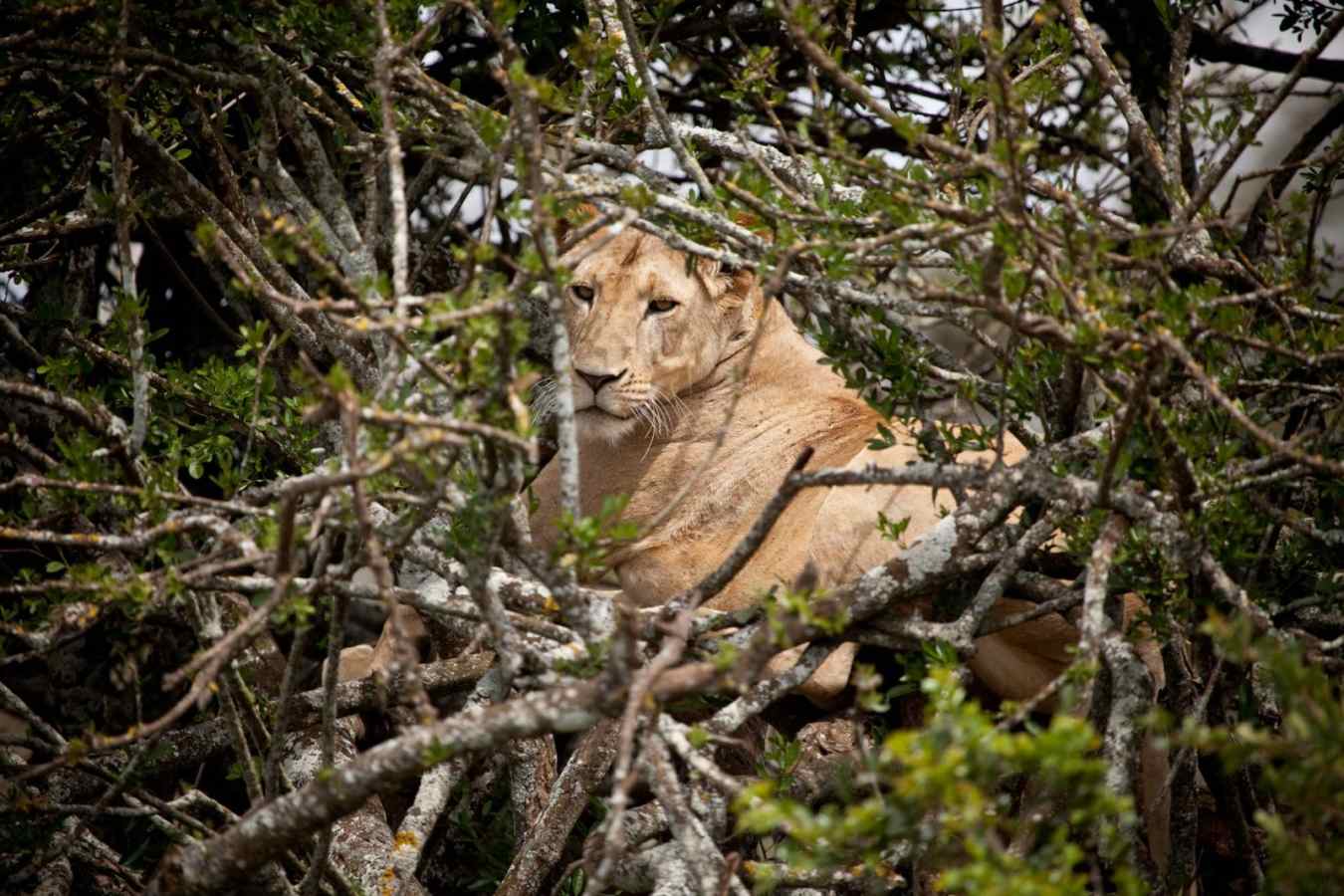 Lion - Laikipia rhinos and Mara Cats
