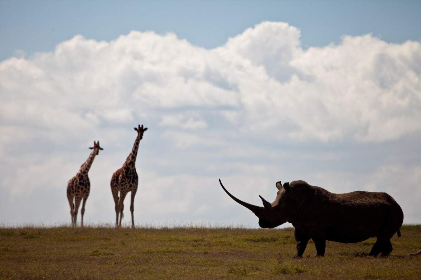 Game Viewing - Laikipia rhinos and Mara Cats