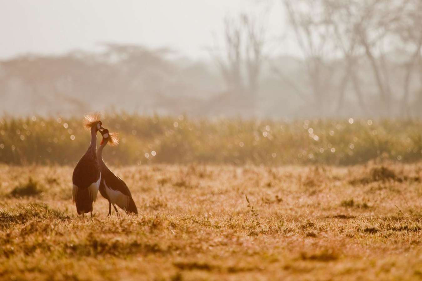 Bush - Laikipia rhinos and Mara Cats