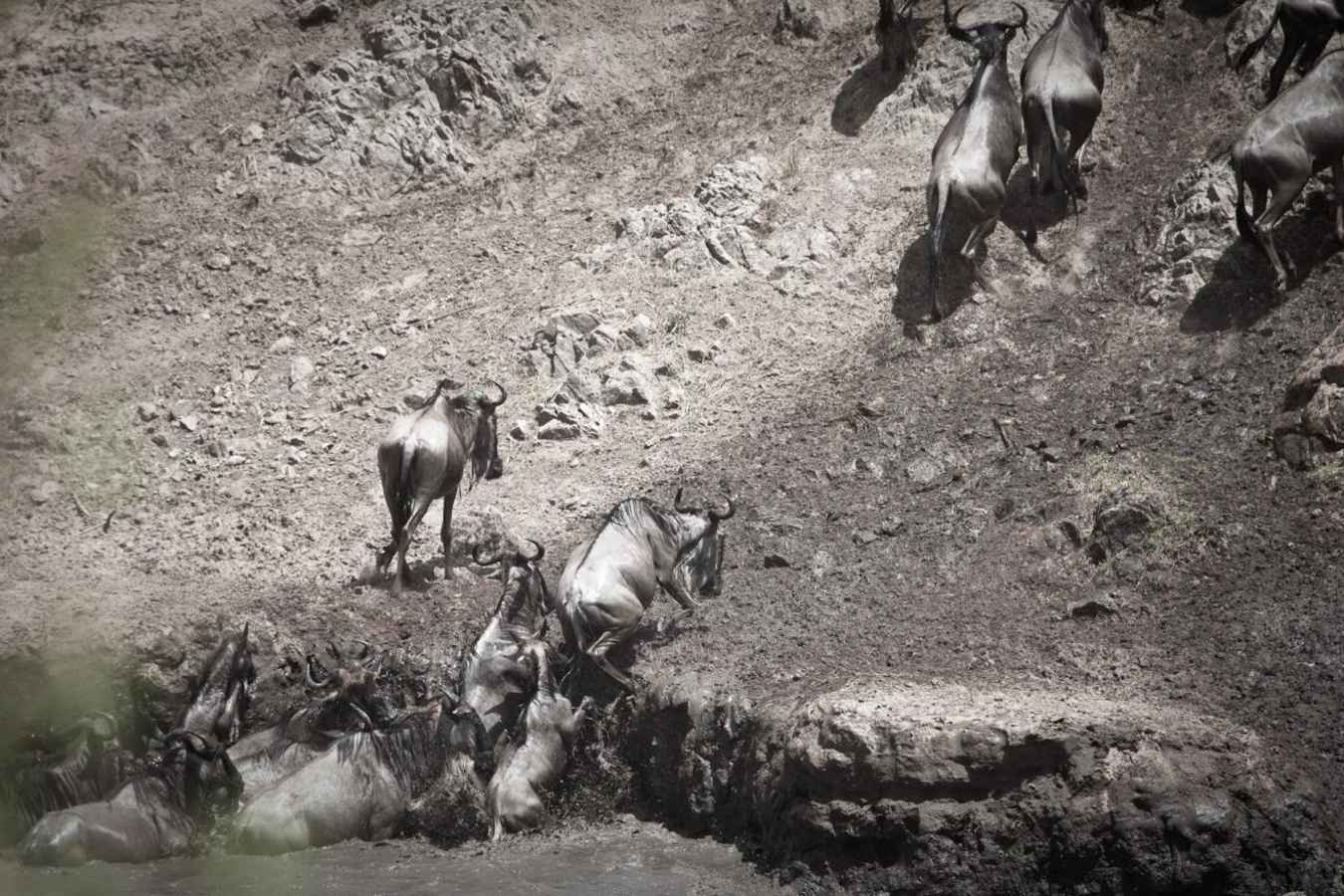 Wildebeest - Laikipia rhinos and Mara Cats