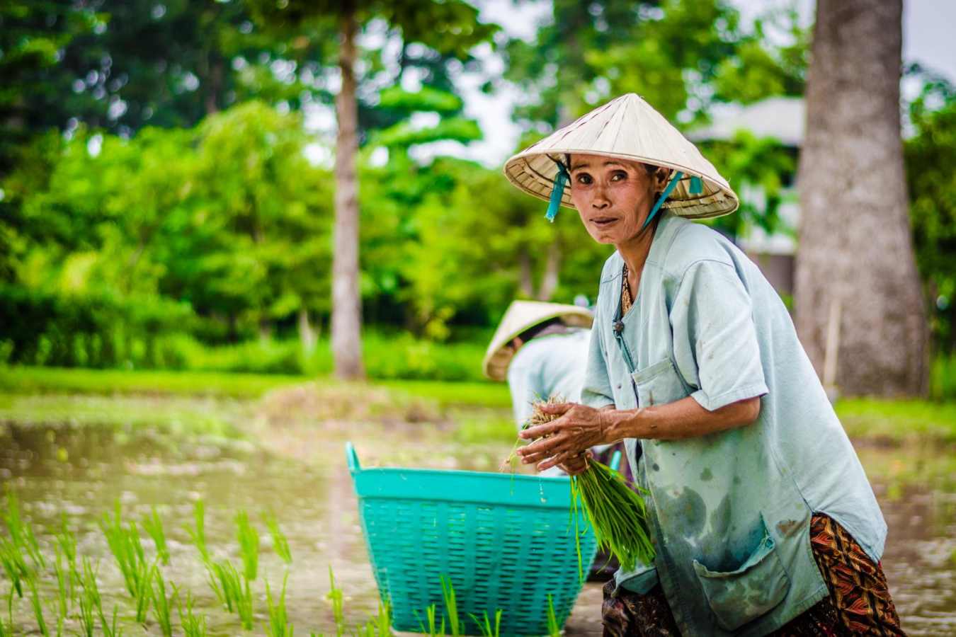 Harvesting rice - The River Resort