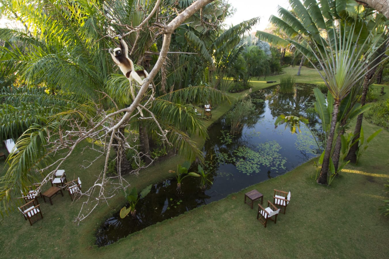 Oasis