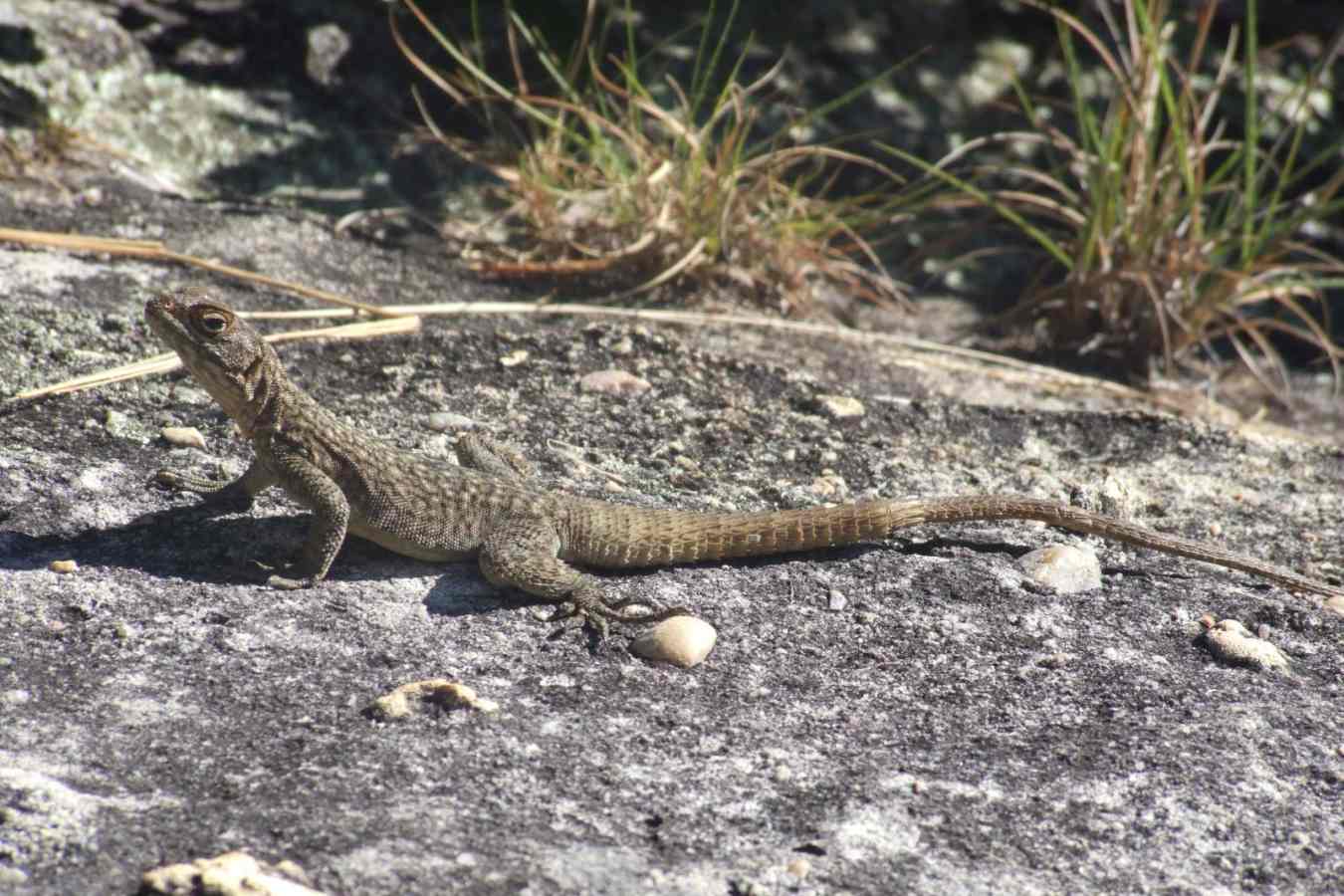 Lizard - Ankarana Lodge