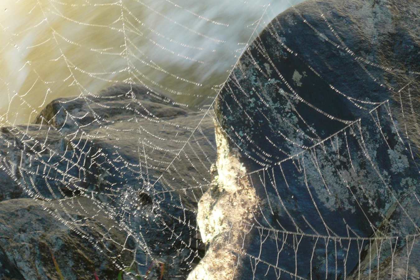 Spiders web - Setam Lodge