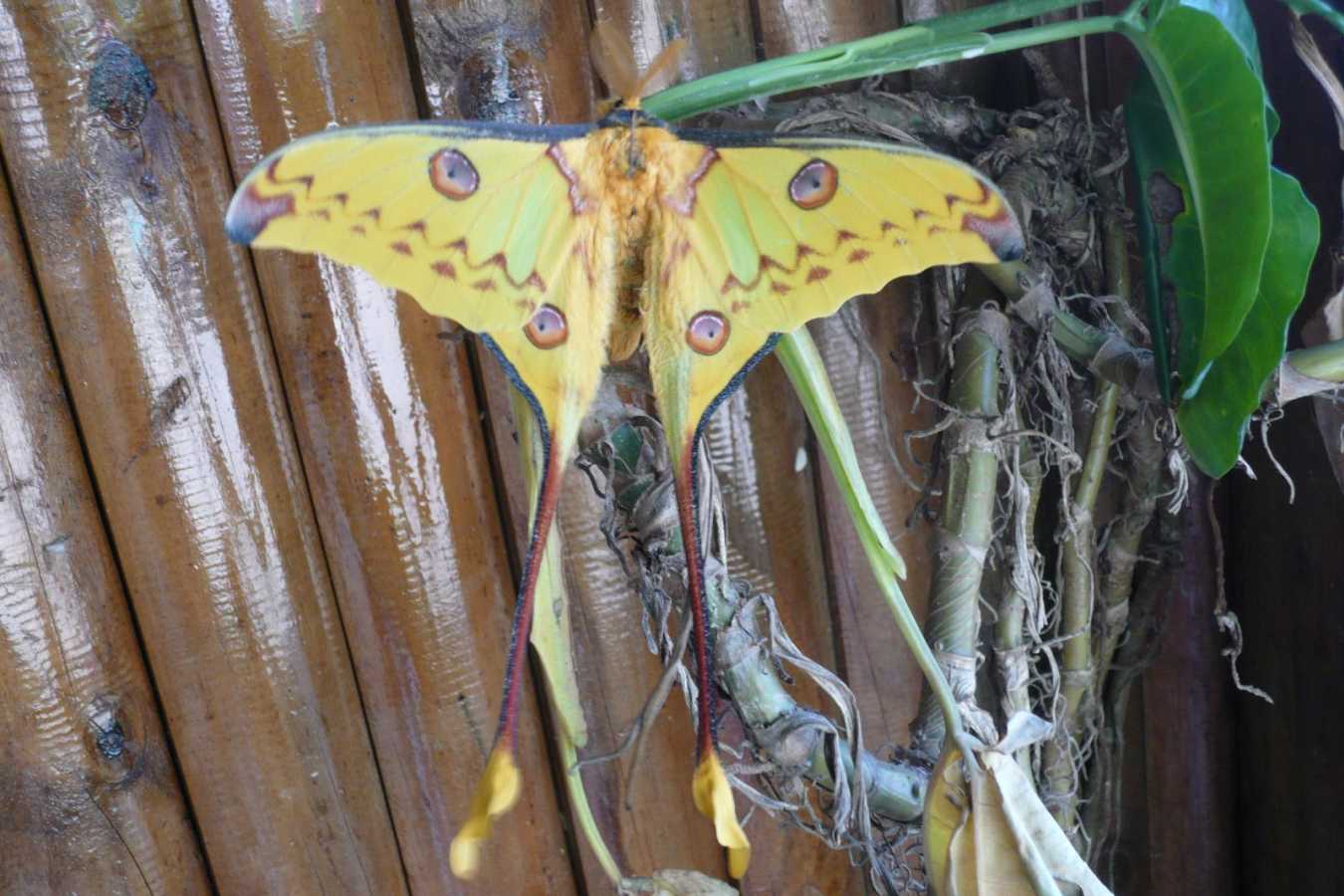 Wild butterfly - Setam Lodge