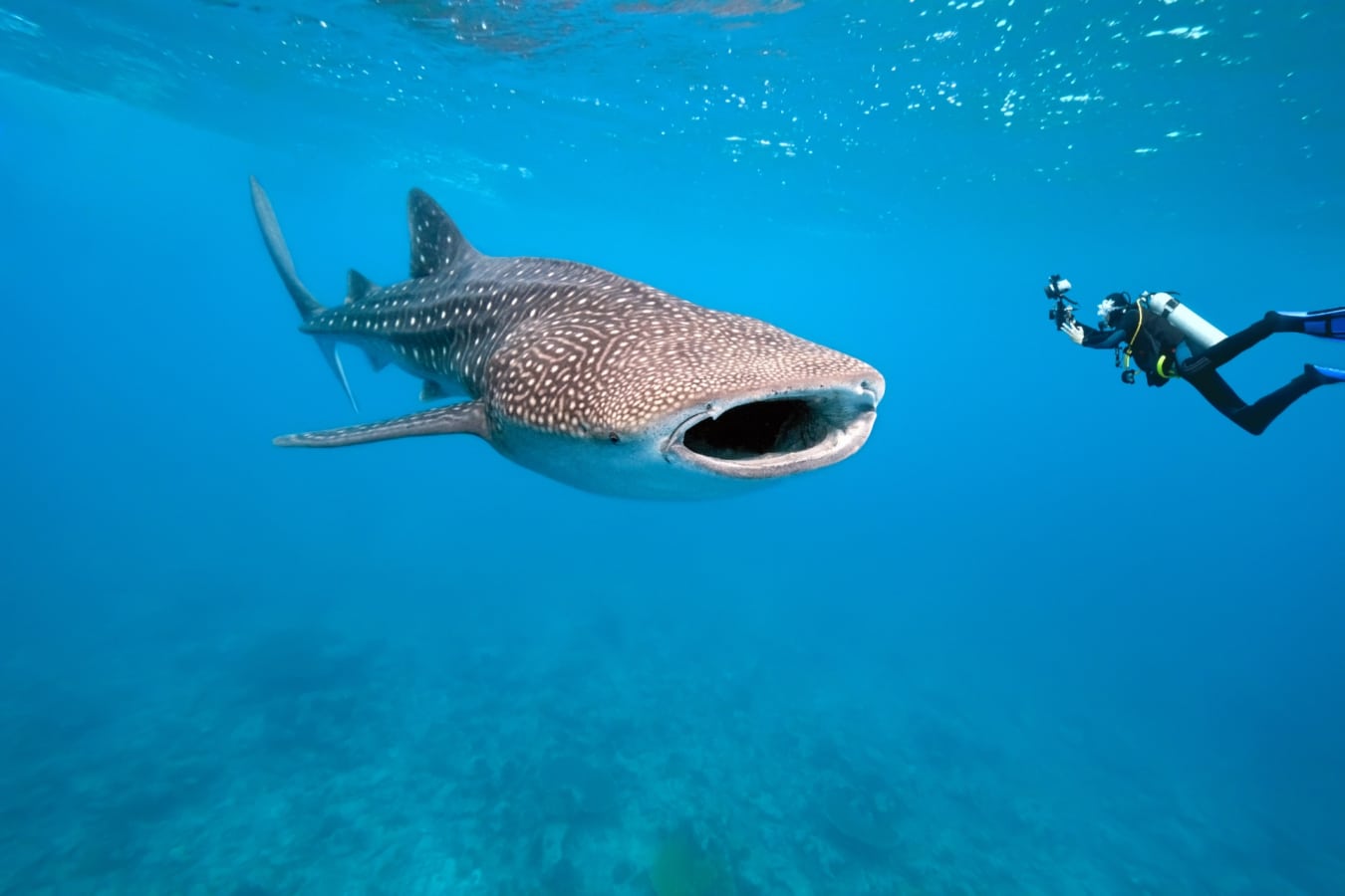 Whale Shark - Tsara Komba