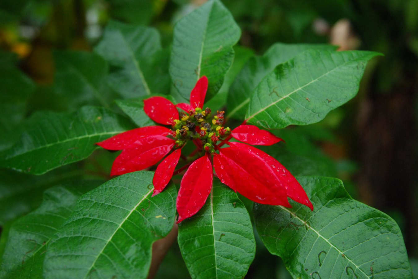 Garden - Vakona Forest Lodge