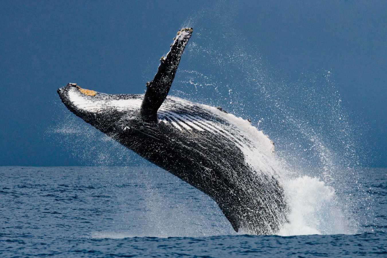 Whale Off Madagascar Indian Ocean
