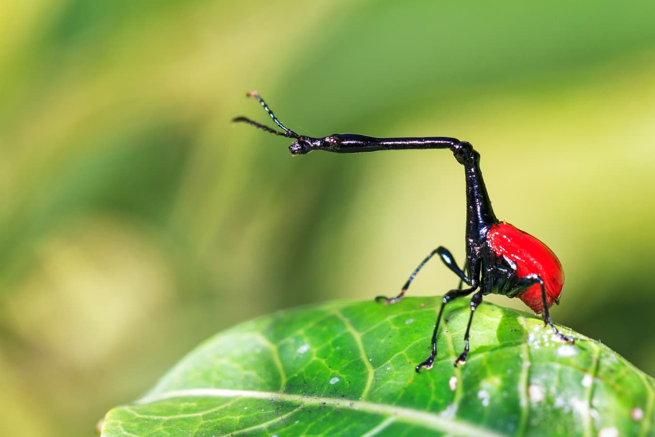 Giraffe weevil