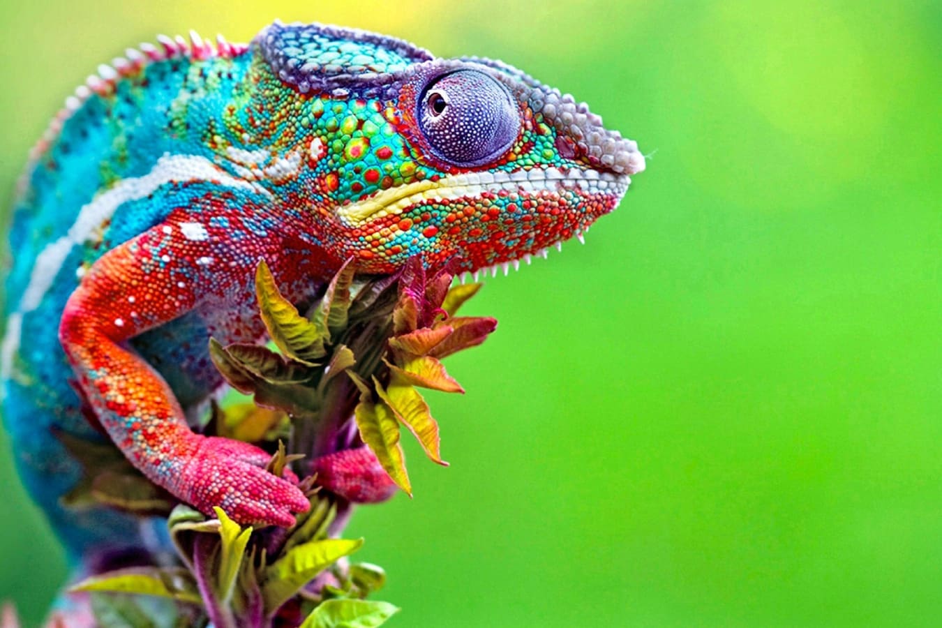 Chameleon
