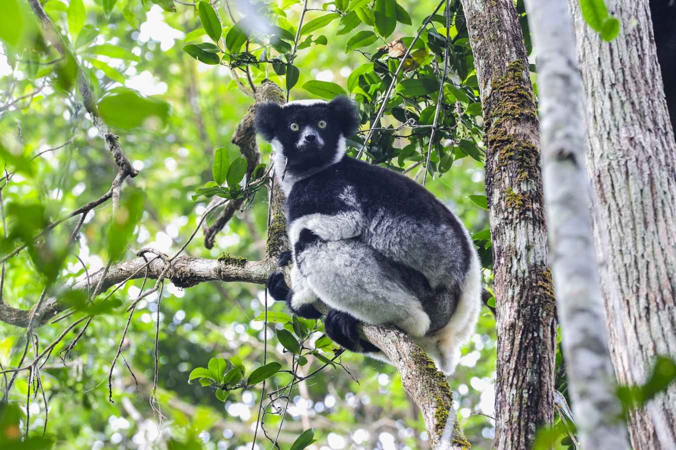 Indri in Andasibe
