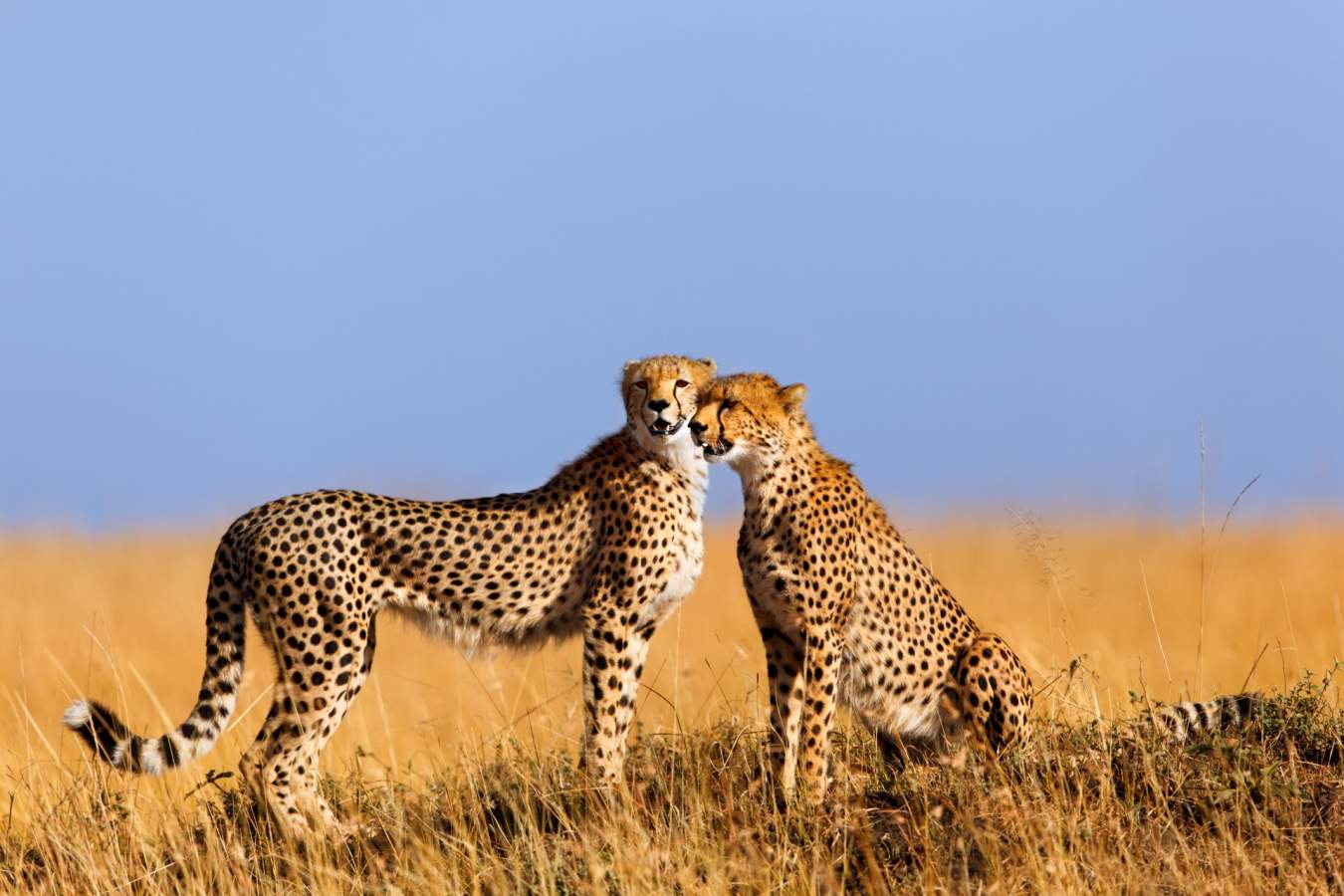 Cheetah, Maasai Mara  - Wildebeest and Lemurs