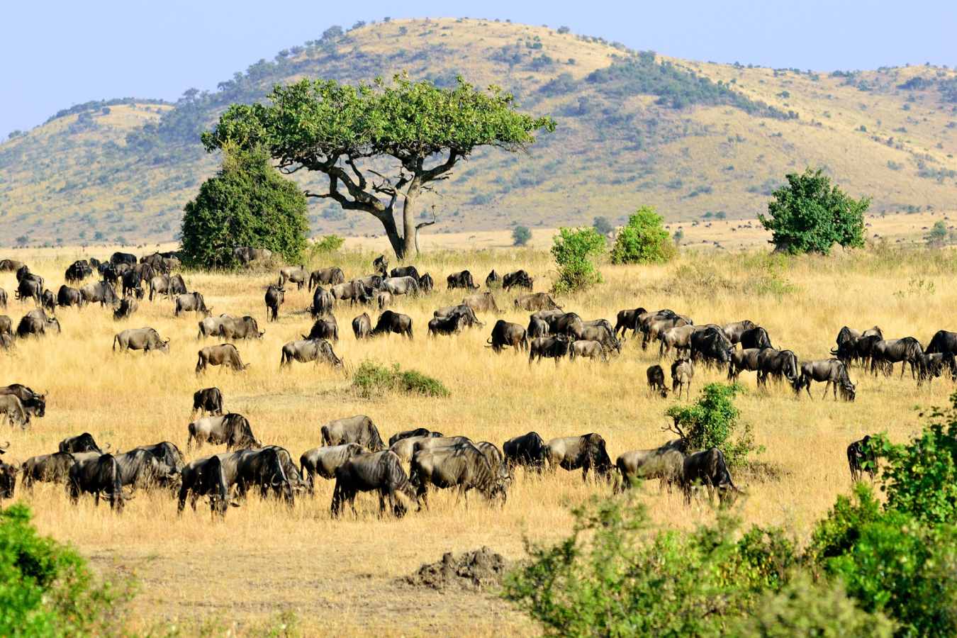 Wildebeest, Maasai Mara - Wildebeest and Lemurs