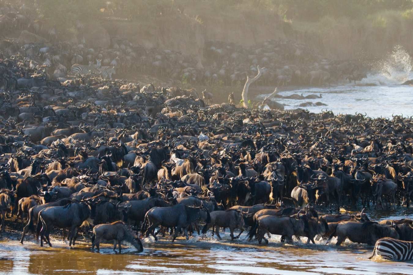 River Crossing, Maasai Mara - Wildebeest and Lemurs