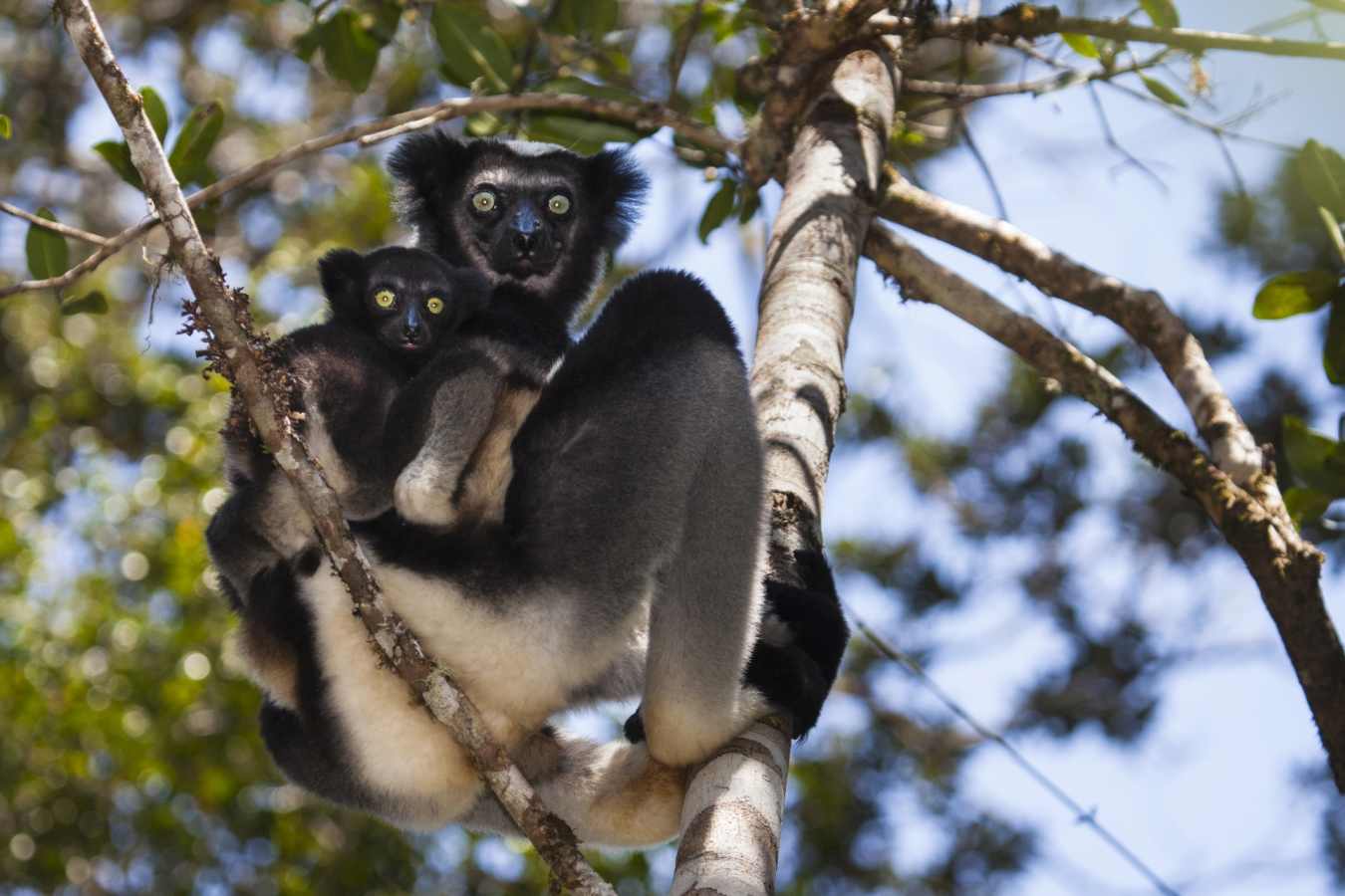 Indri, Andasibe, Madagascar - Wildebeest and Lemurs