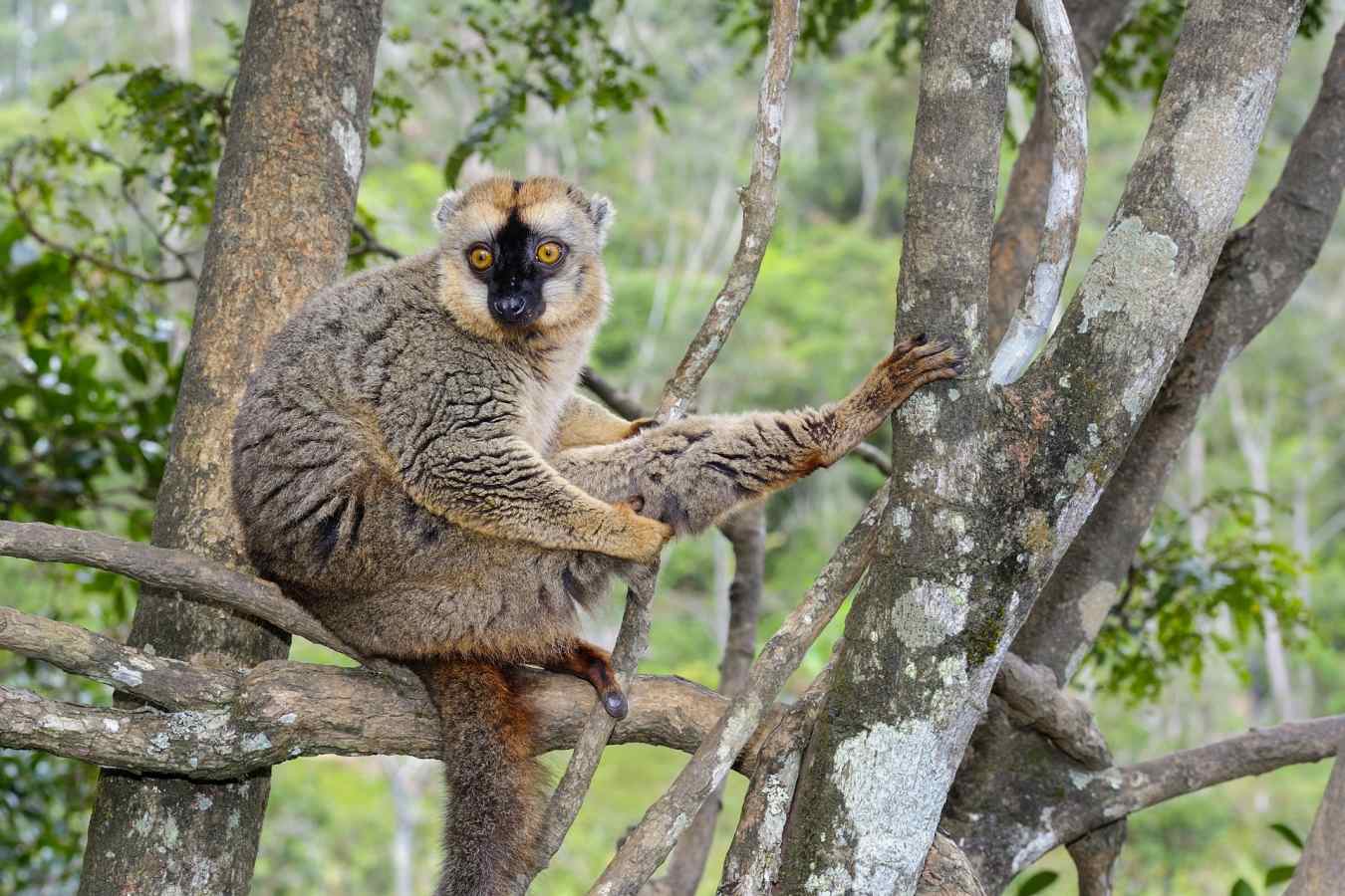 Anjajavy  - Wildebeest and Lemurs