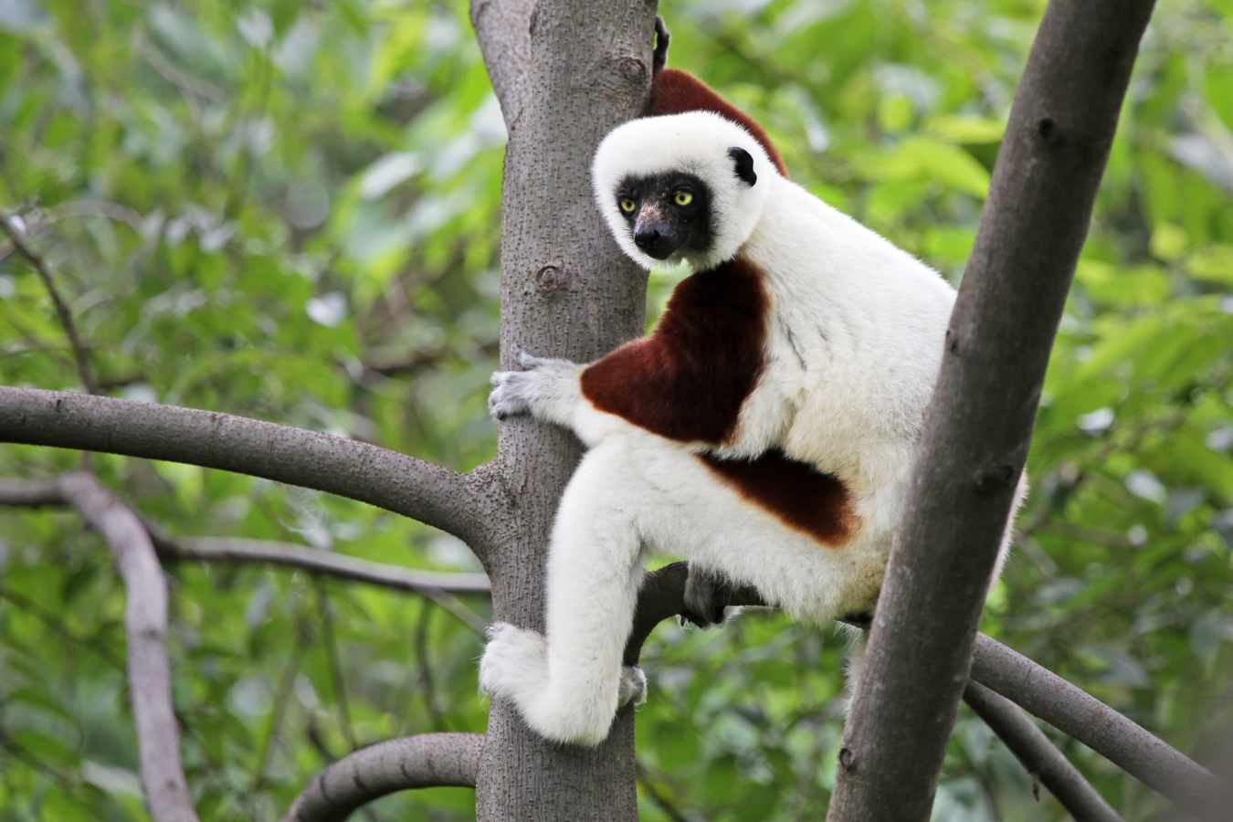 Coquerel Sifaka, Anjajavy - Wildebeest and Lemurs