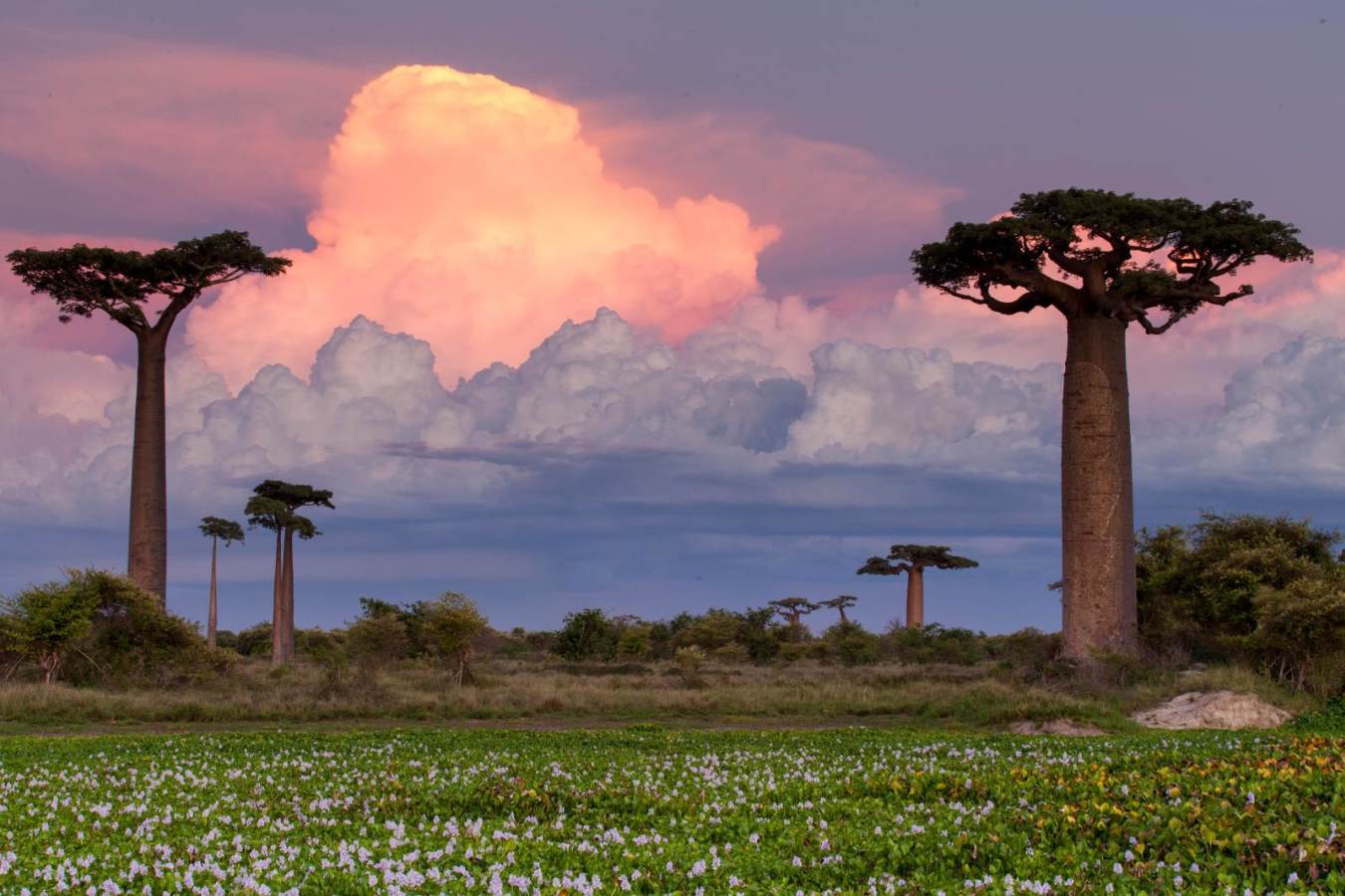 Trees in Madagascar
