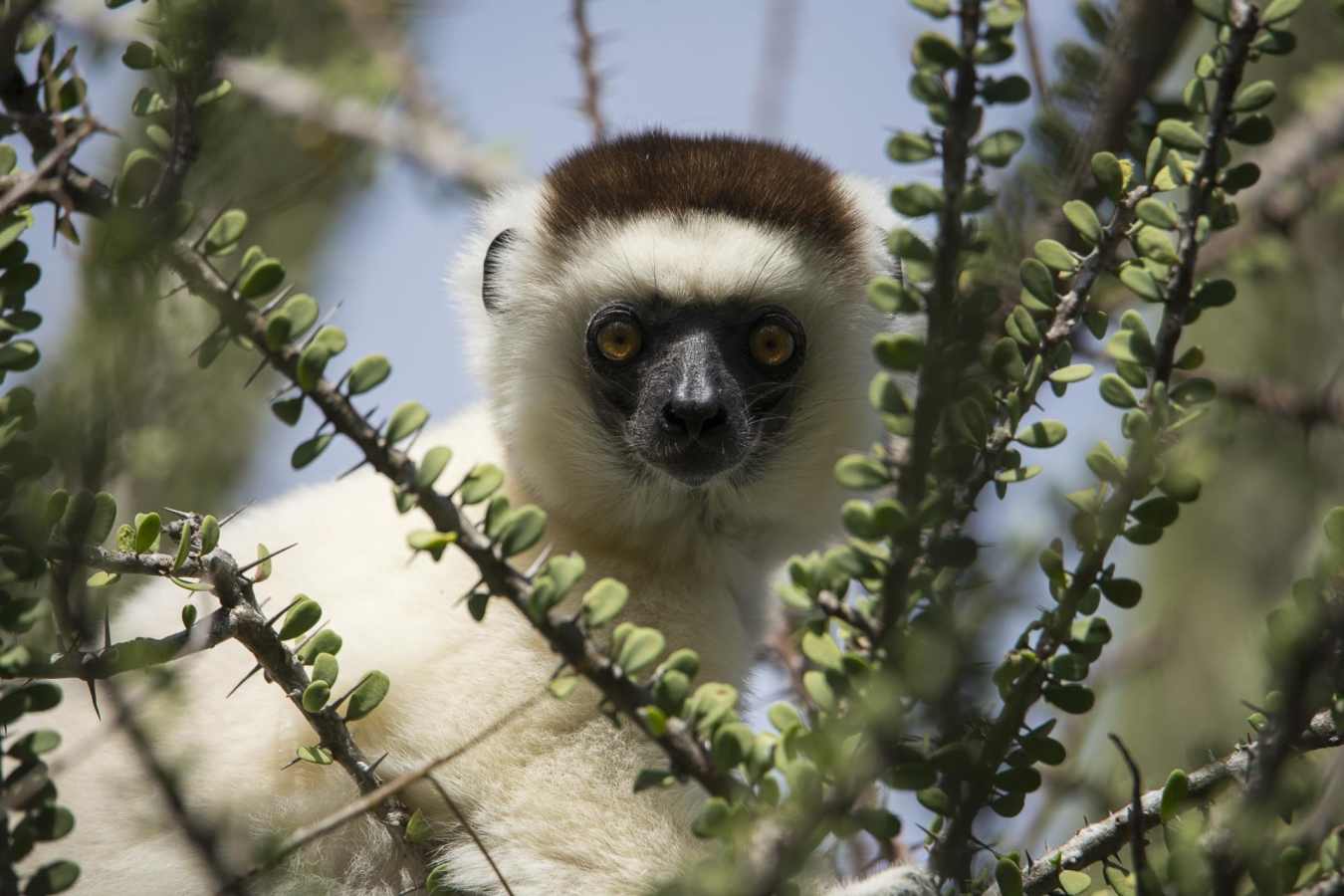 Verraux sifaka - Madagascar's Baobabs and Butterflies