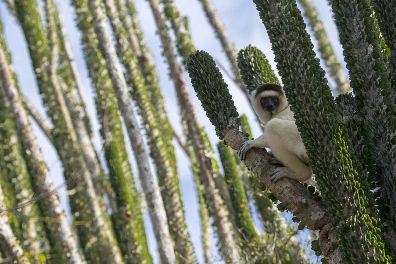 Spiny forest - Madagascar's Baobabs and Butterflies