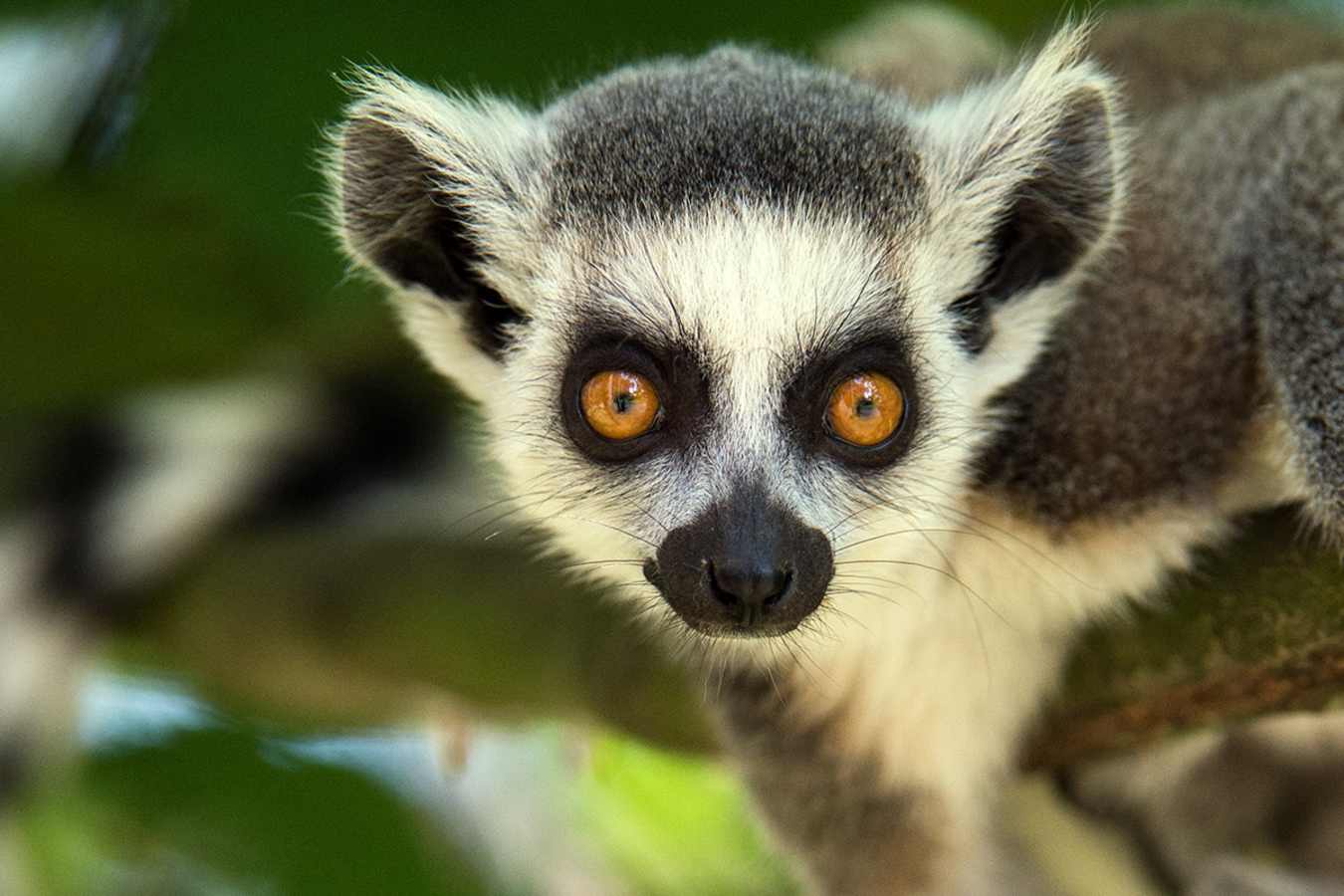 Lemurs