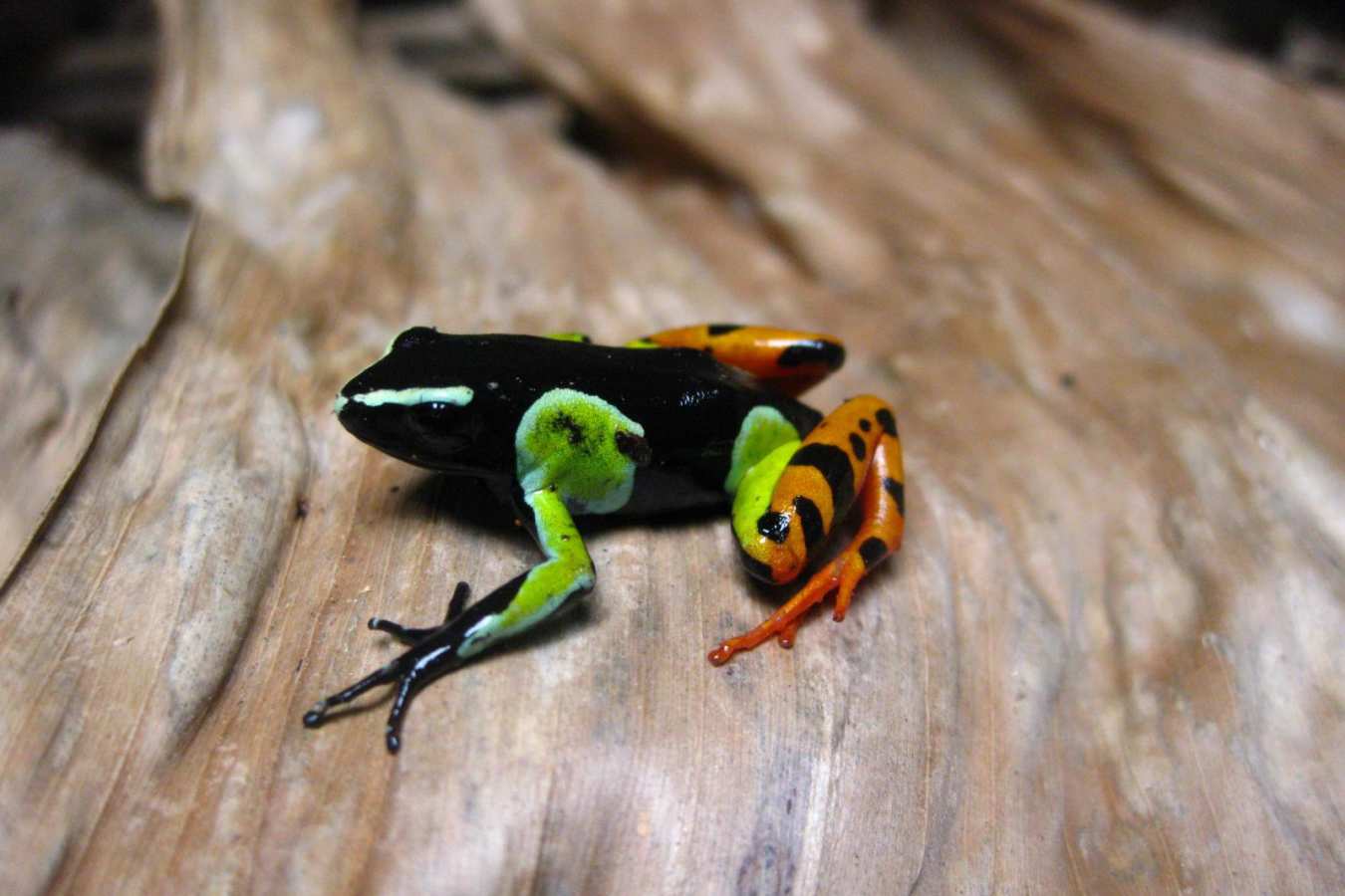 Tree frog