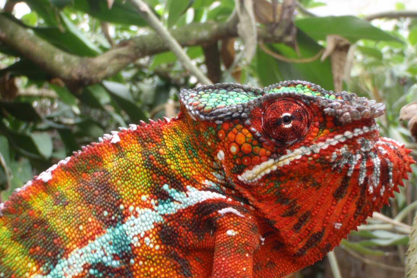 Red phase panther chameleon