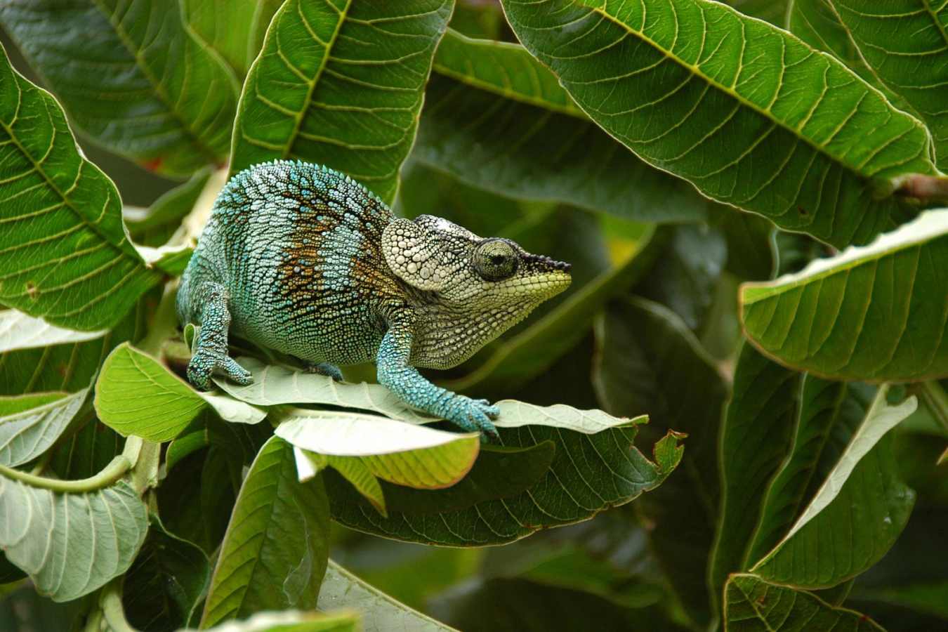 Chameleon