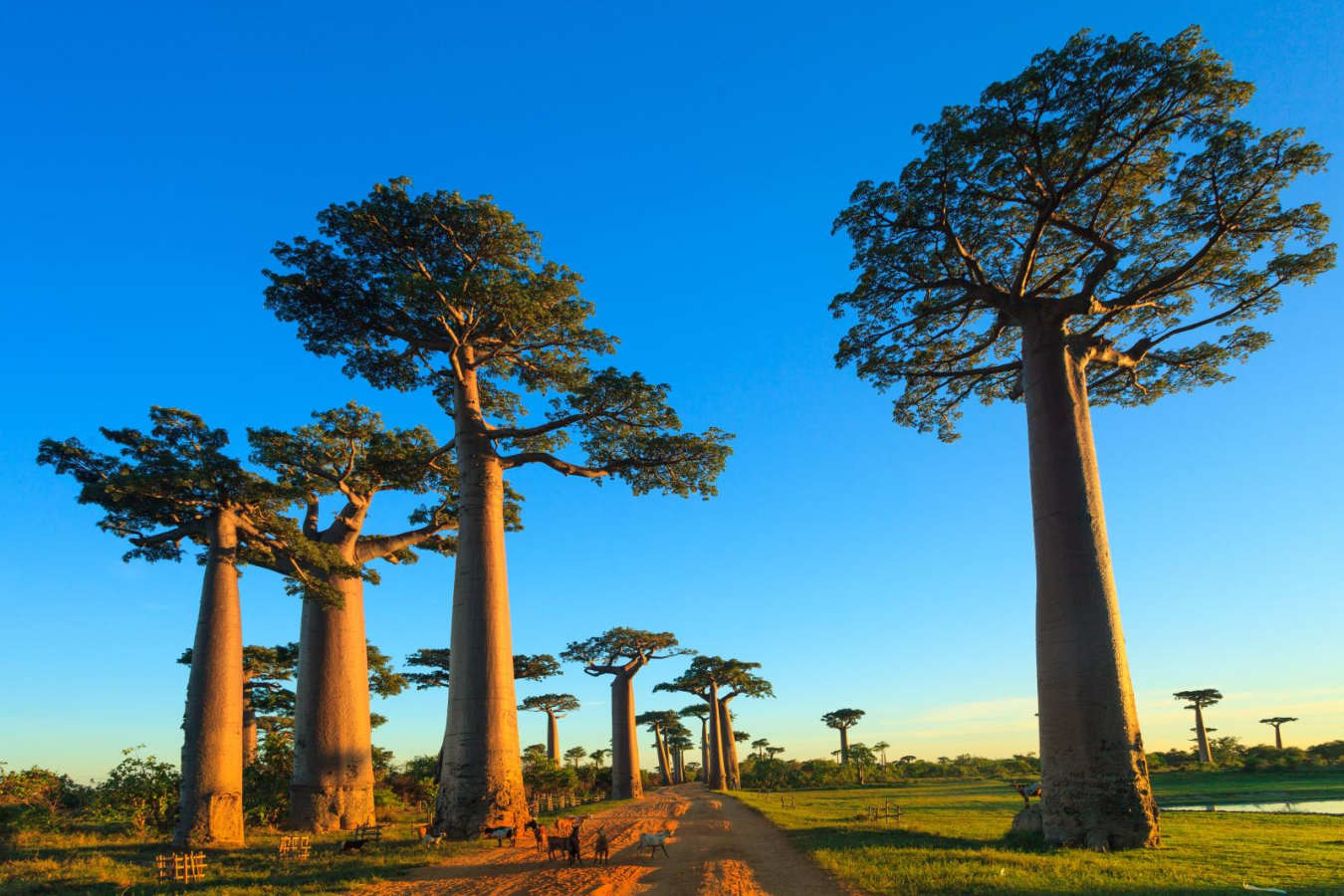 Baobabs