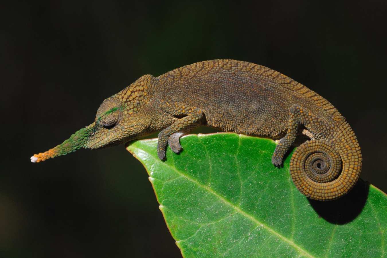 Long nosed chameleon