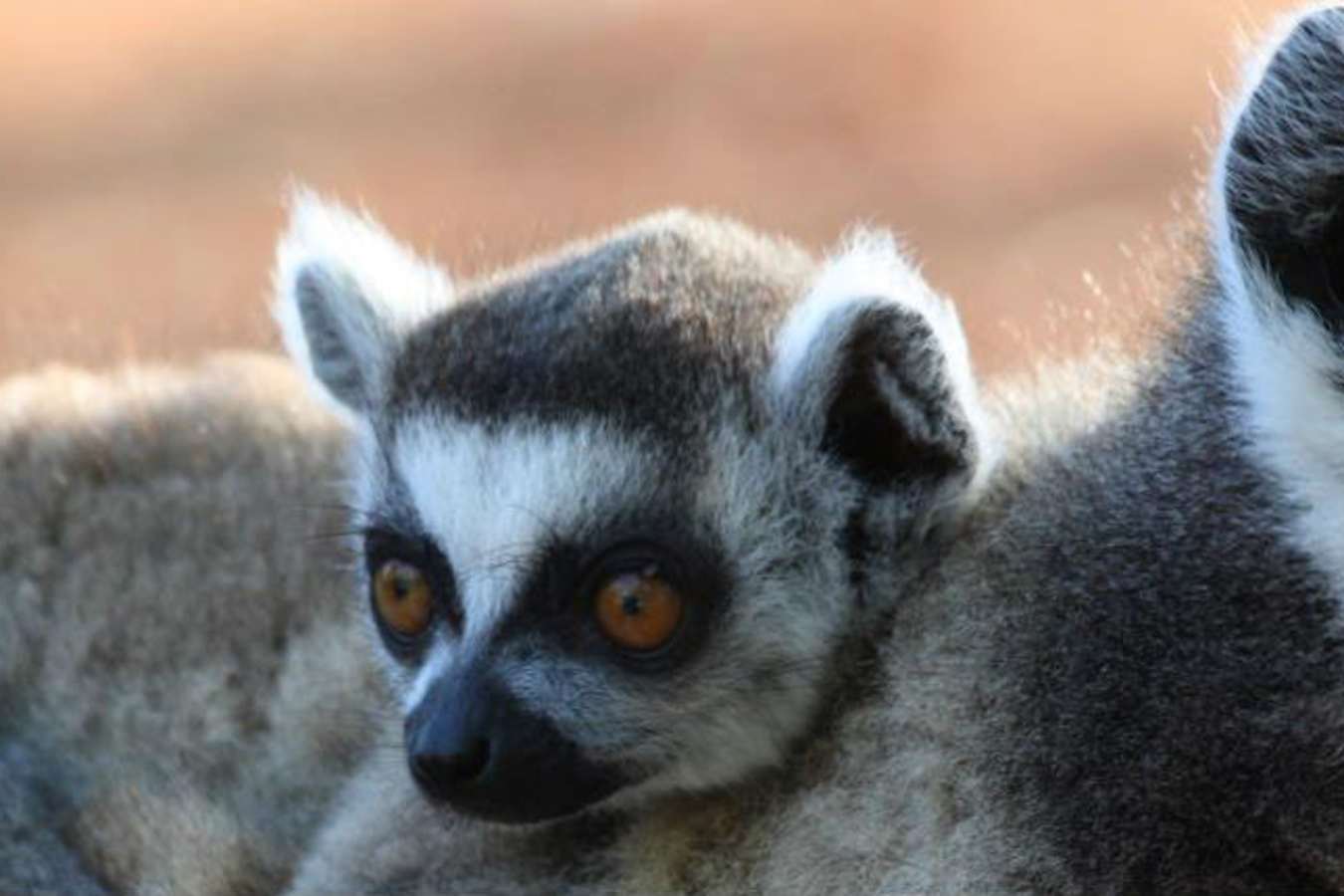 Ring-tailed lemur with baby