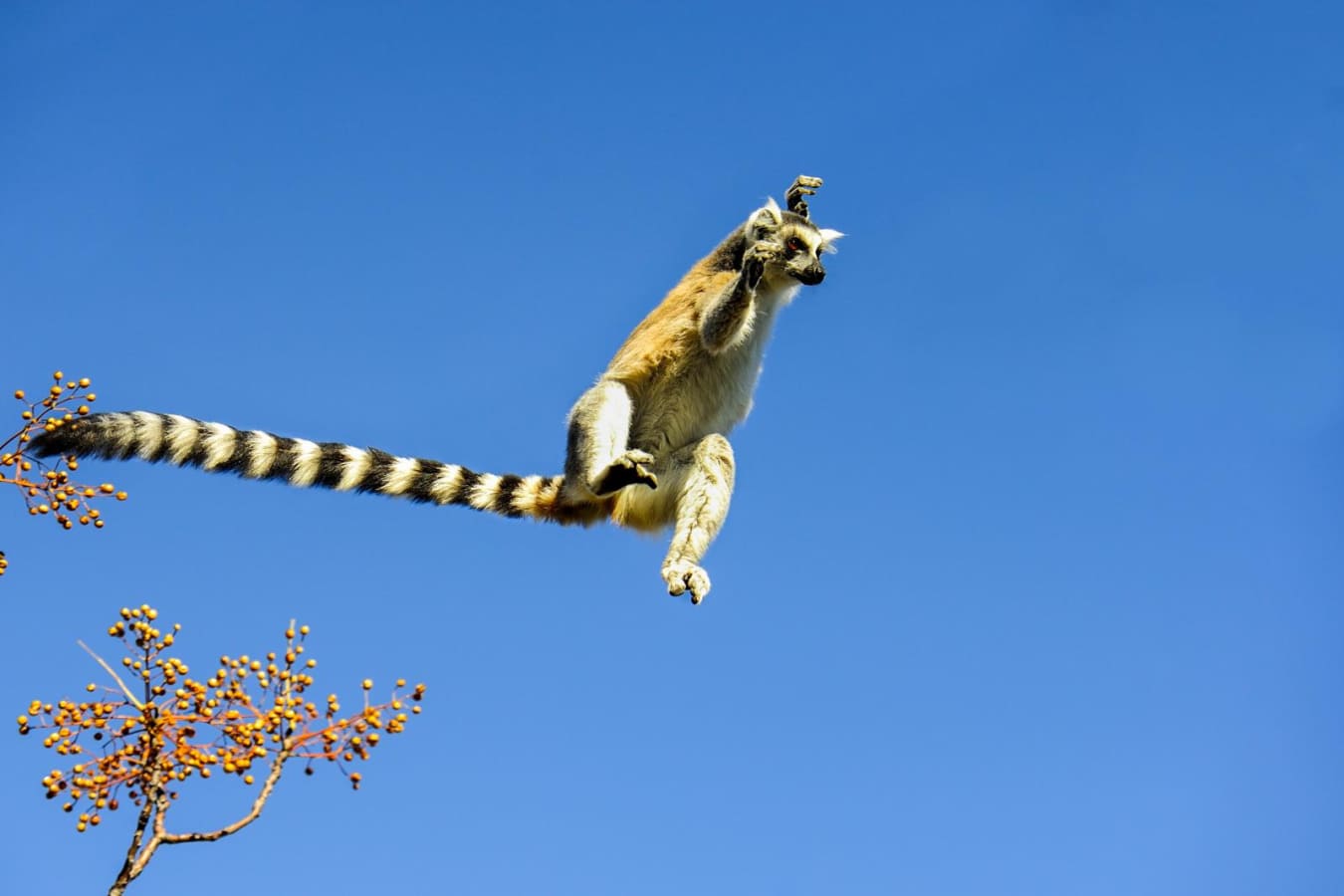 Leaping ring-tailed lemur