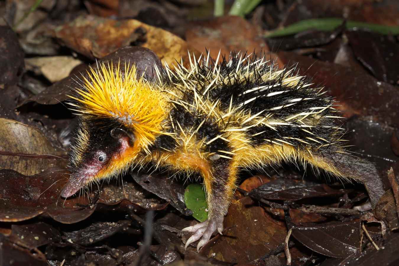 Lowland-streaked tenrec