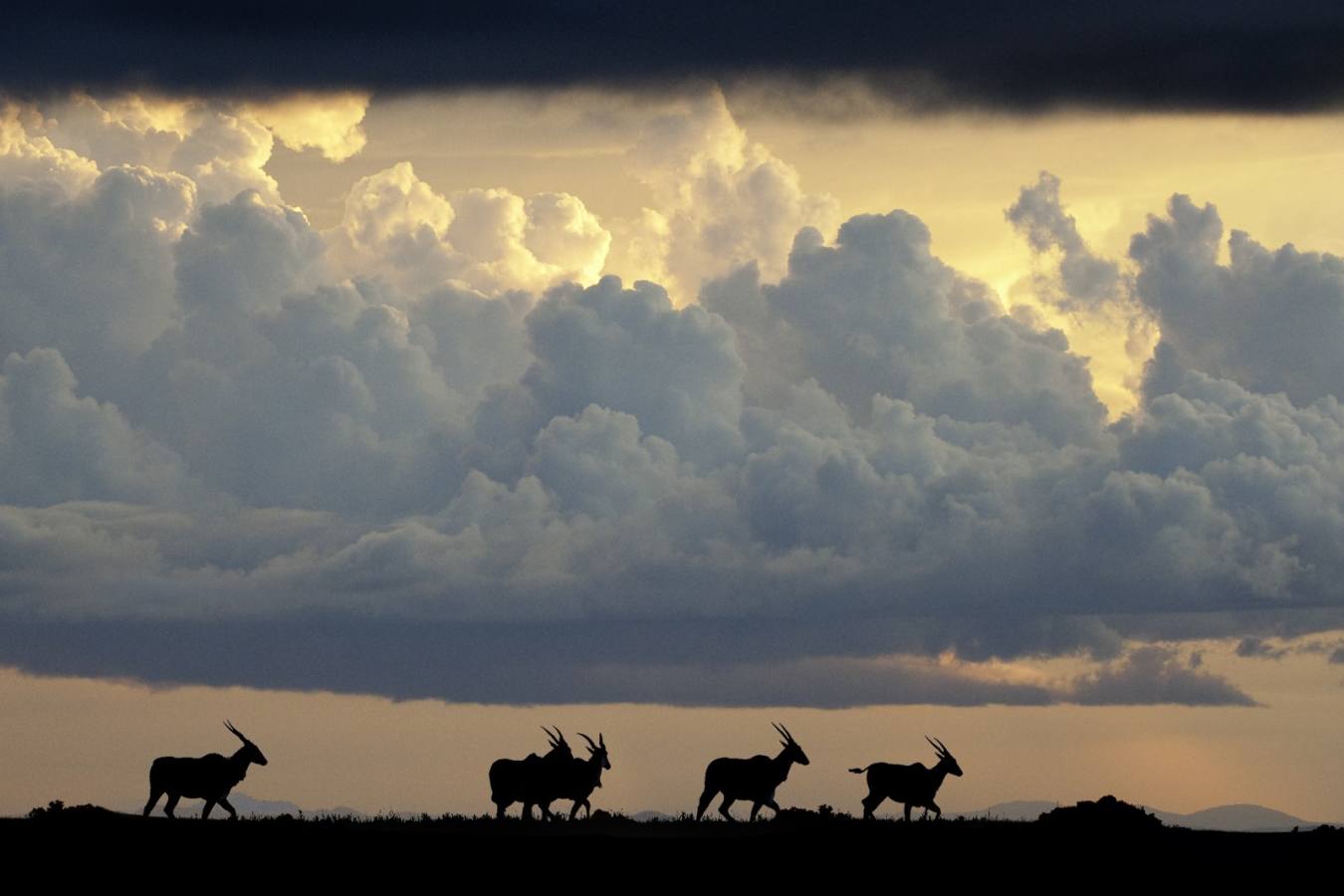 Roan - Chelinda Lodge