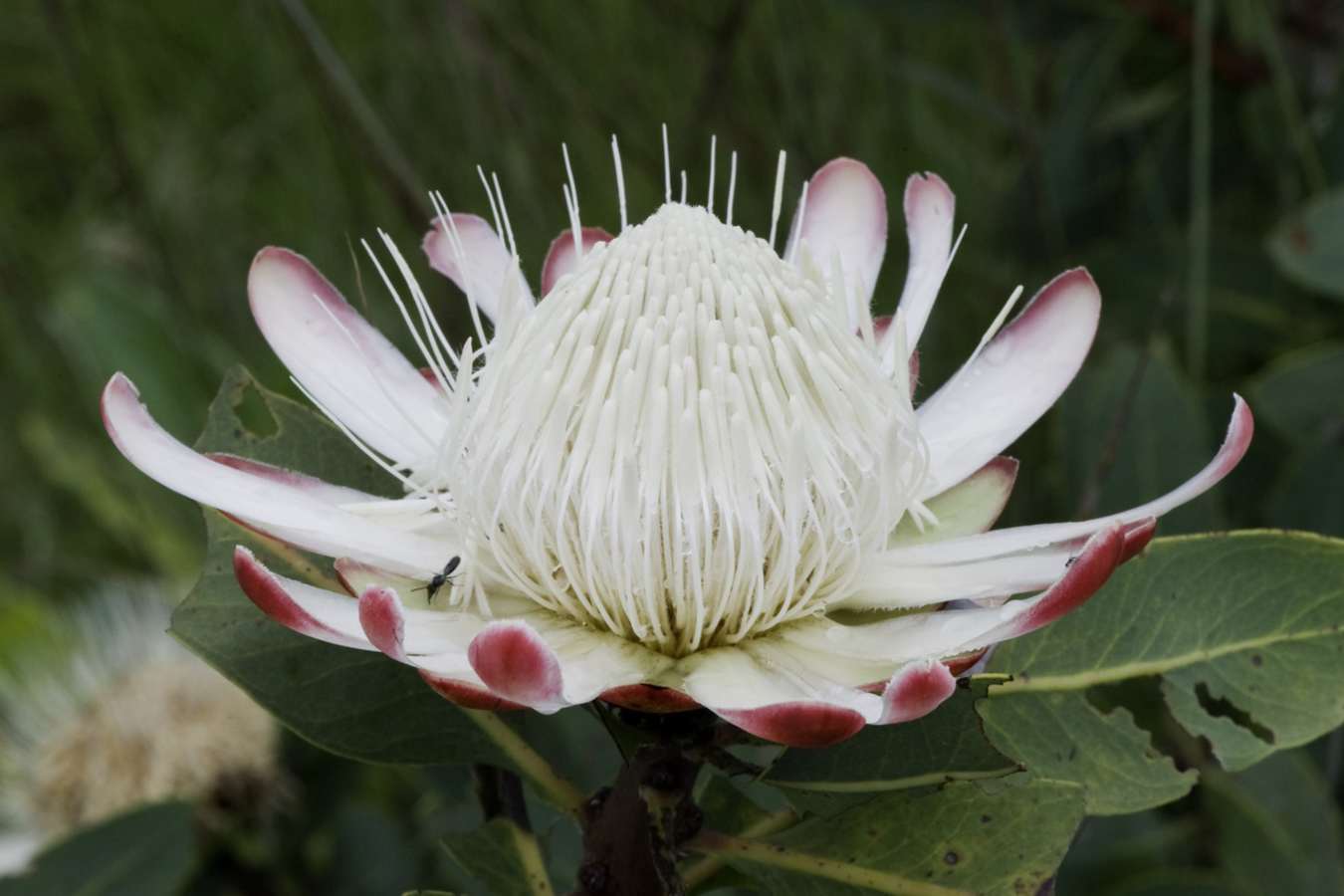 An orchid - Chelinda Lodge