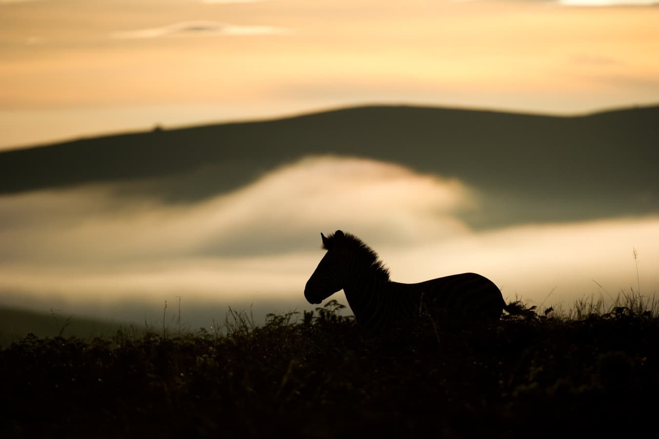 Zebra - Chelinda Lodge