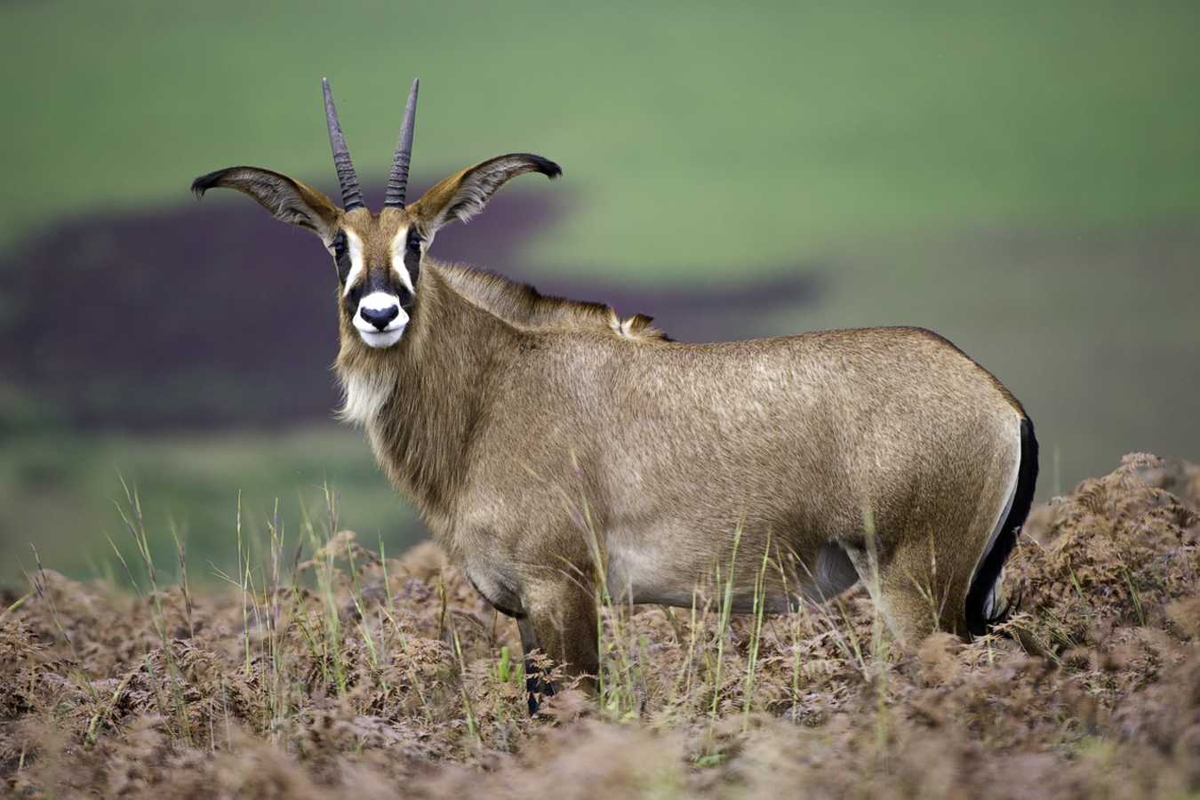 Roan - Chelinda Lodge