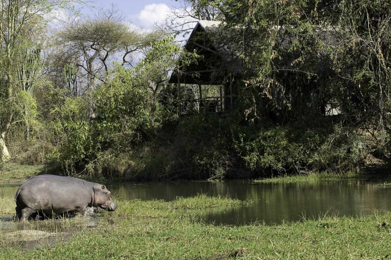 A Hippo - Mvuu Lodge