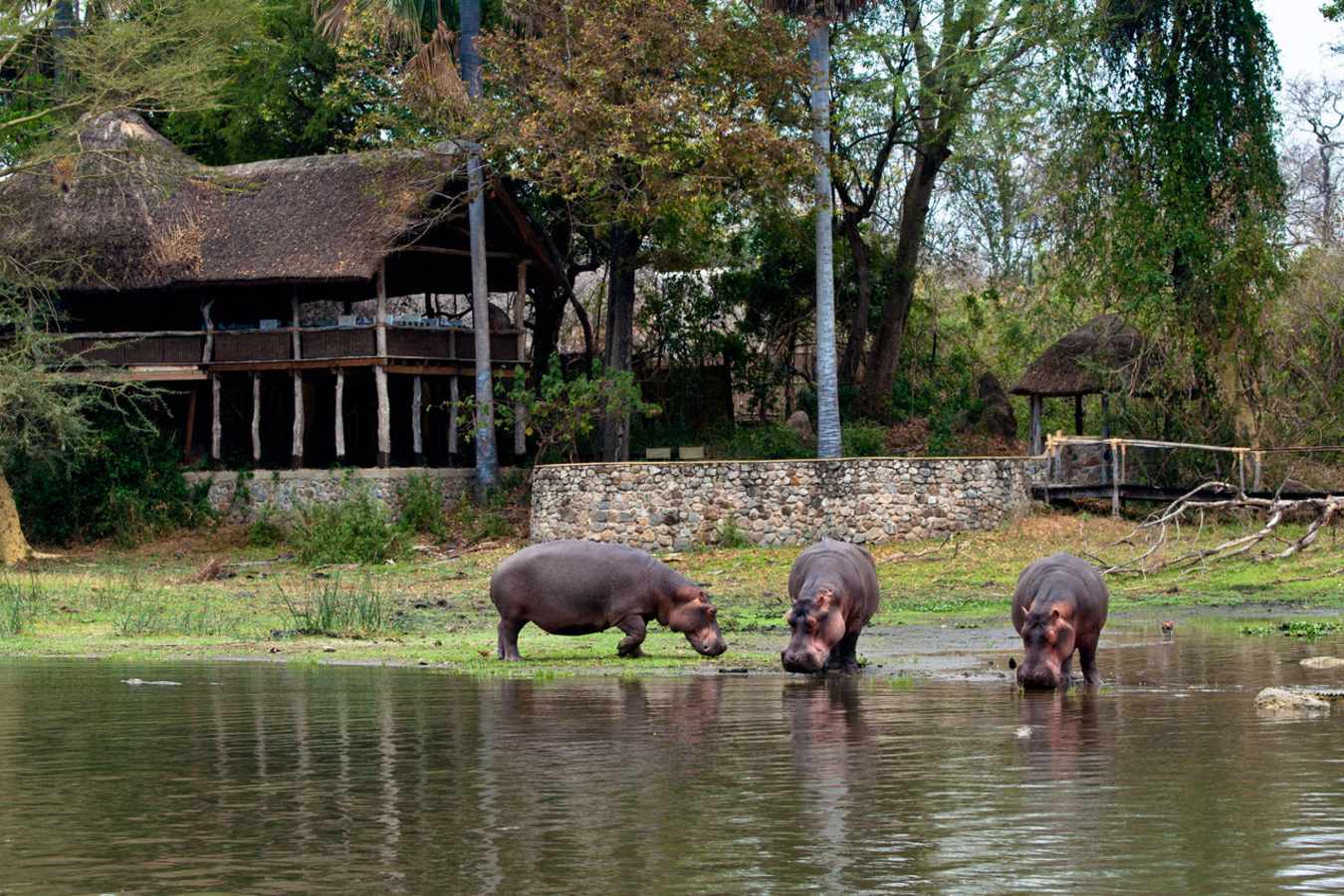 Hippo - Mvuu Lodge