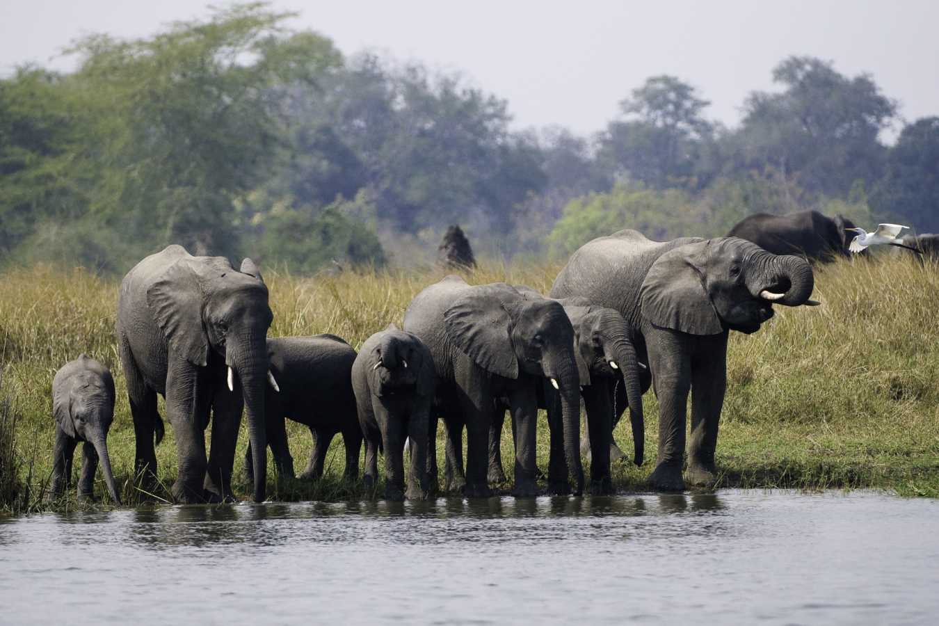 Elephants on the banks of river