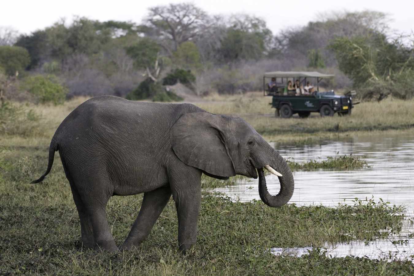 Game drive in Liwonde
