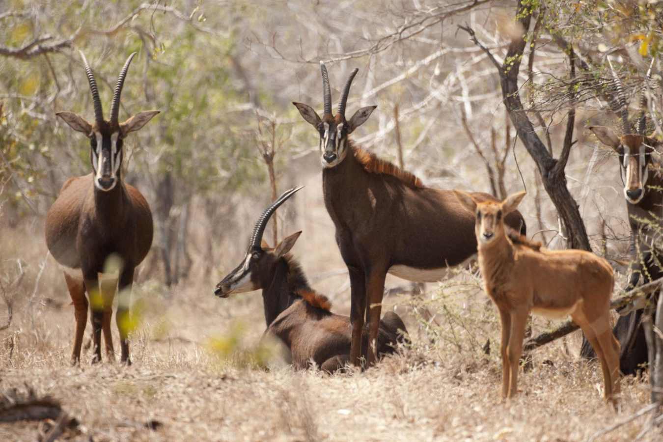 Majete Wildlife Reserve - Malawi Safari and Lake 