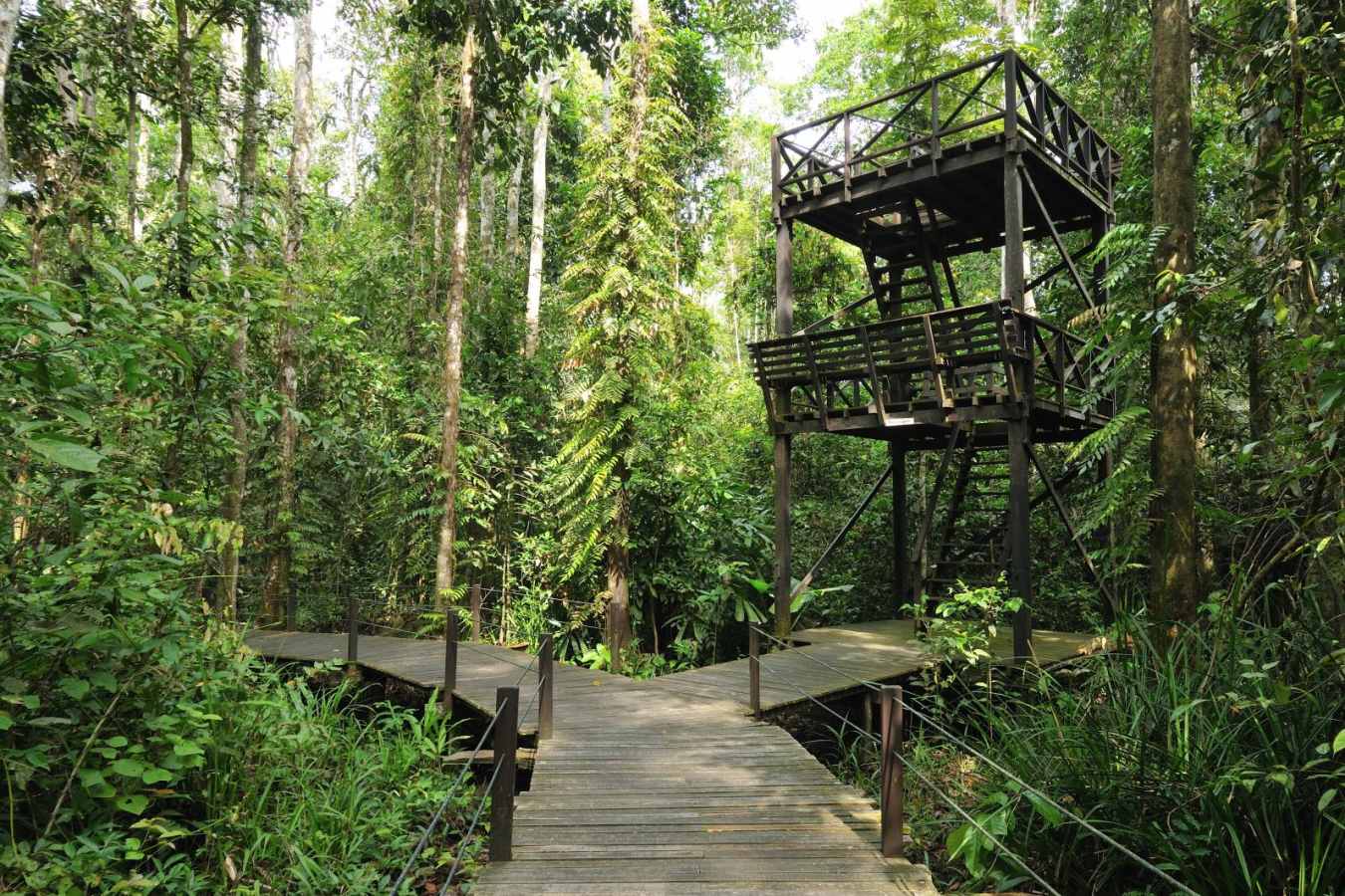 Bird Tower  - Abai Jungle Lodge