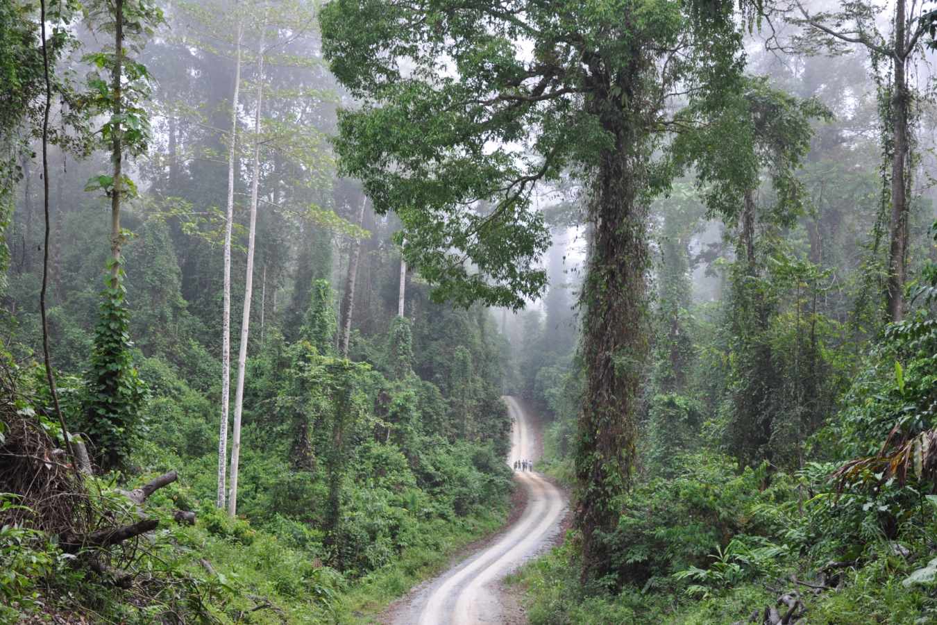 Danum Valley - Borneo Rainforest Lodge