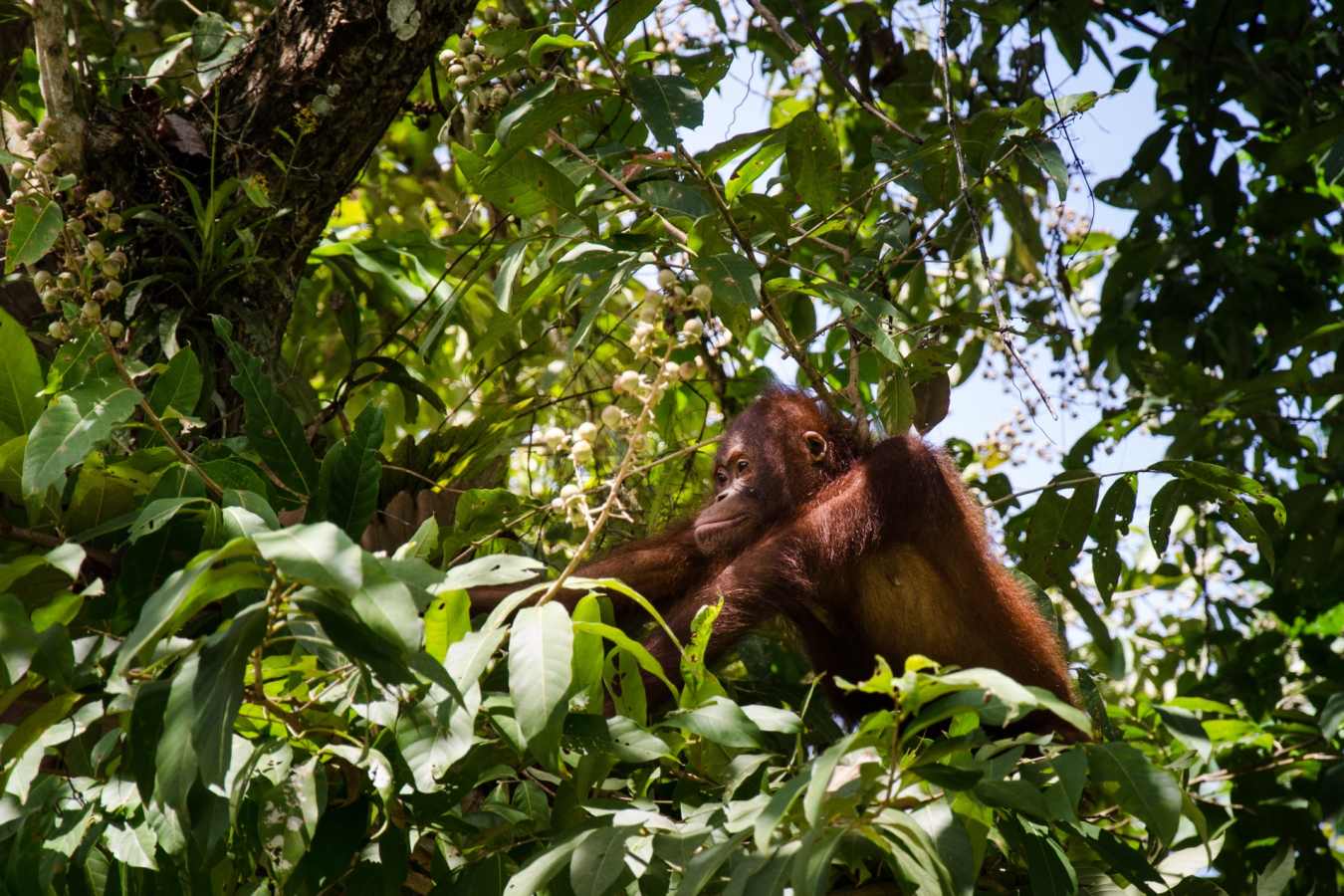 Orangutan, Danum Valley - Borneo Rainforest Lodge