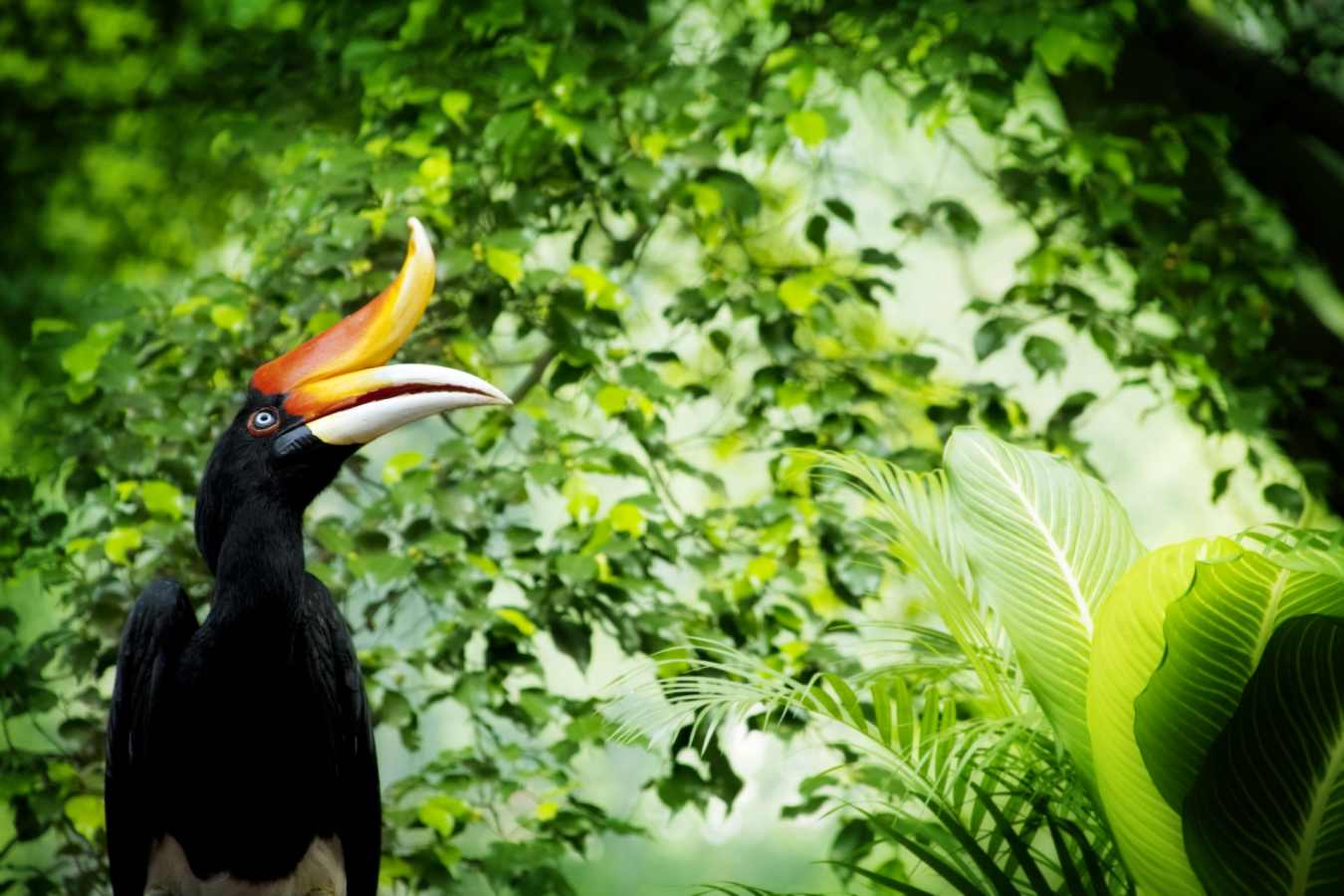 Hornbill - Borneo Rainforest Lodge