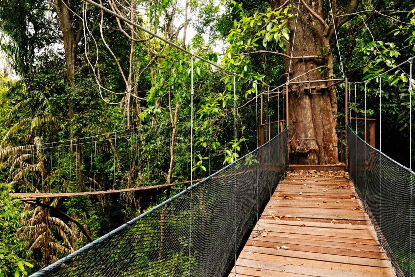 Canopy Walk - Bunga Raya Island Resort