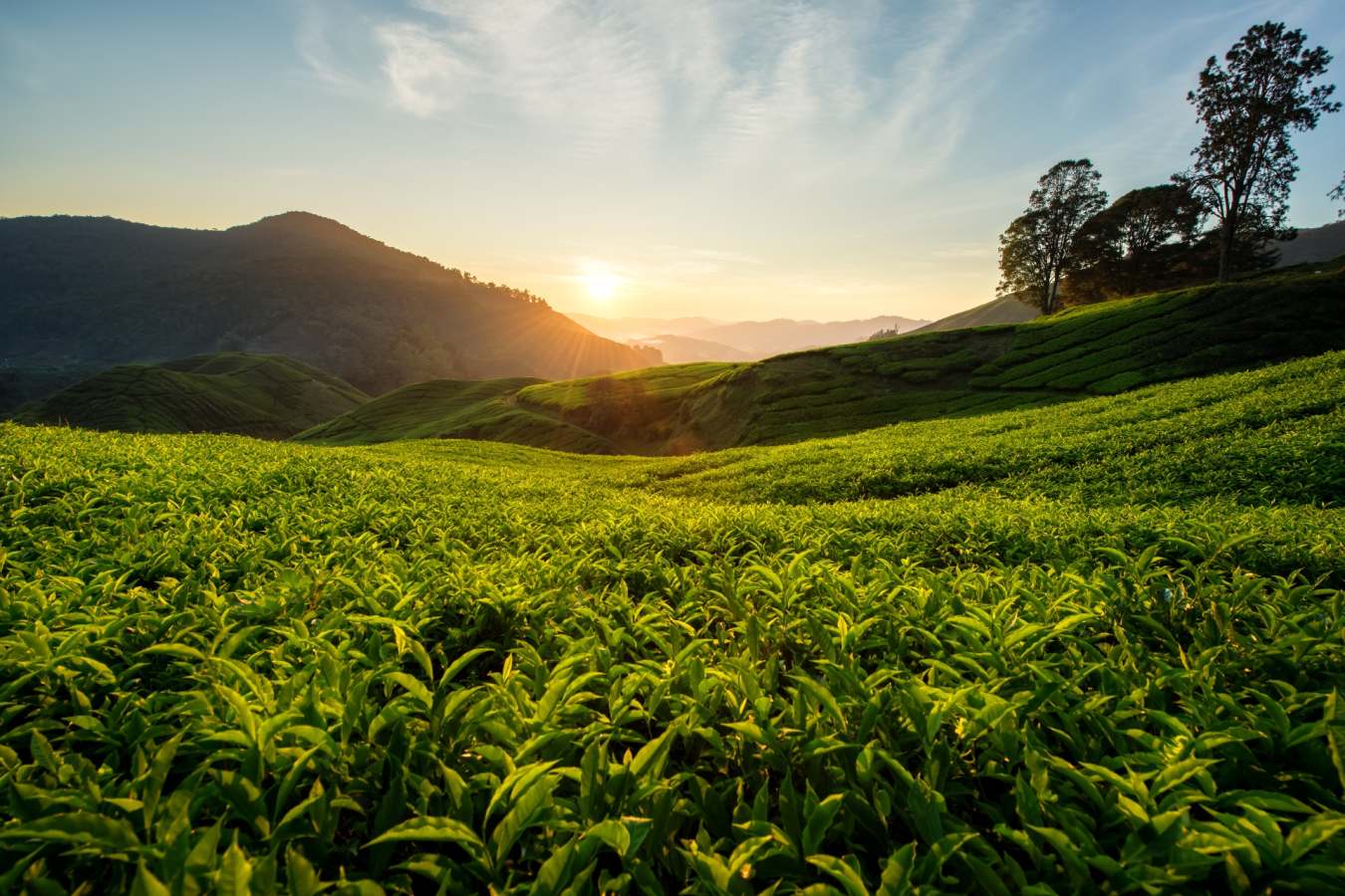 Sunrise over the Plantations - Cameron Highlands Resort